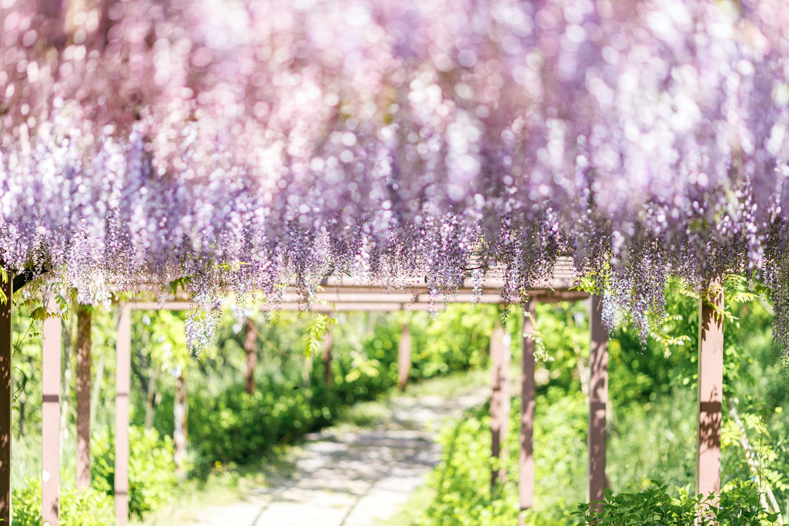 Sentiero fiancheggiato da fiori di glicine viola in fiore
