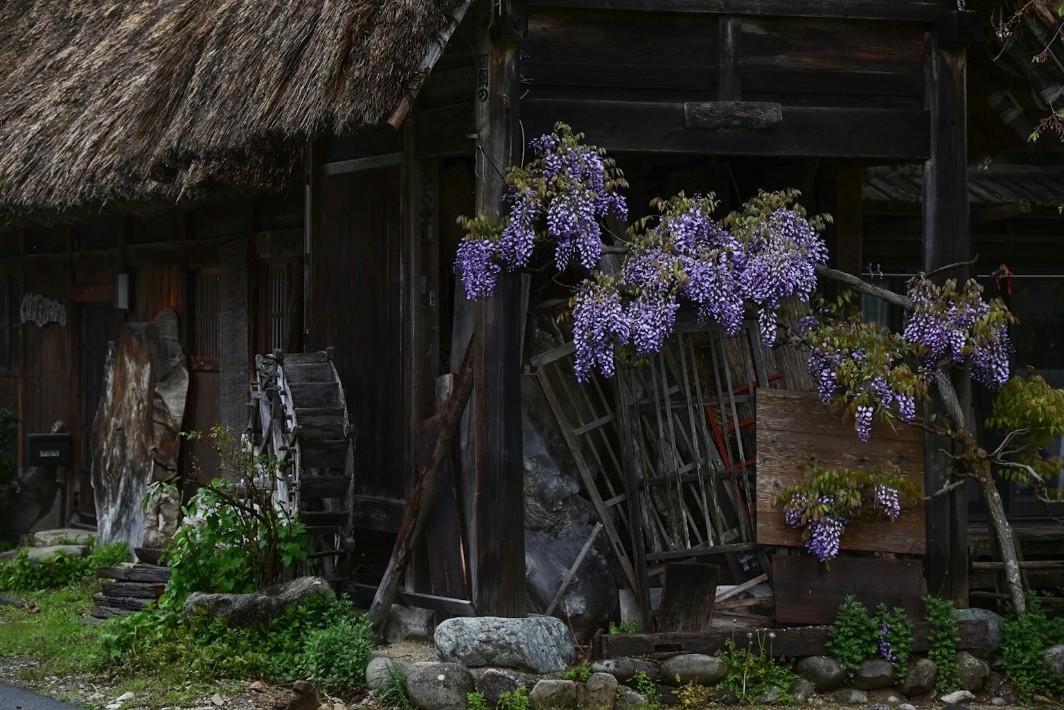 Wisteria flowers blooming in front of an old wooden house
