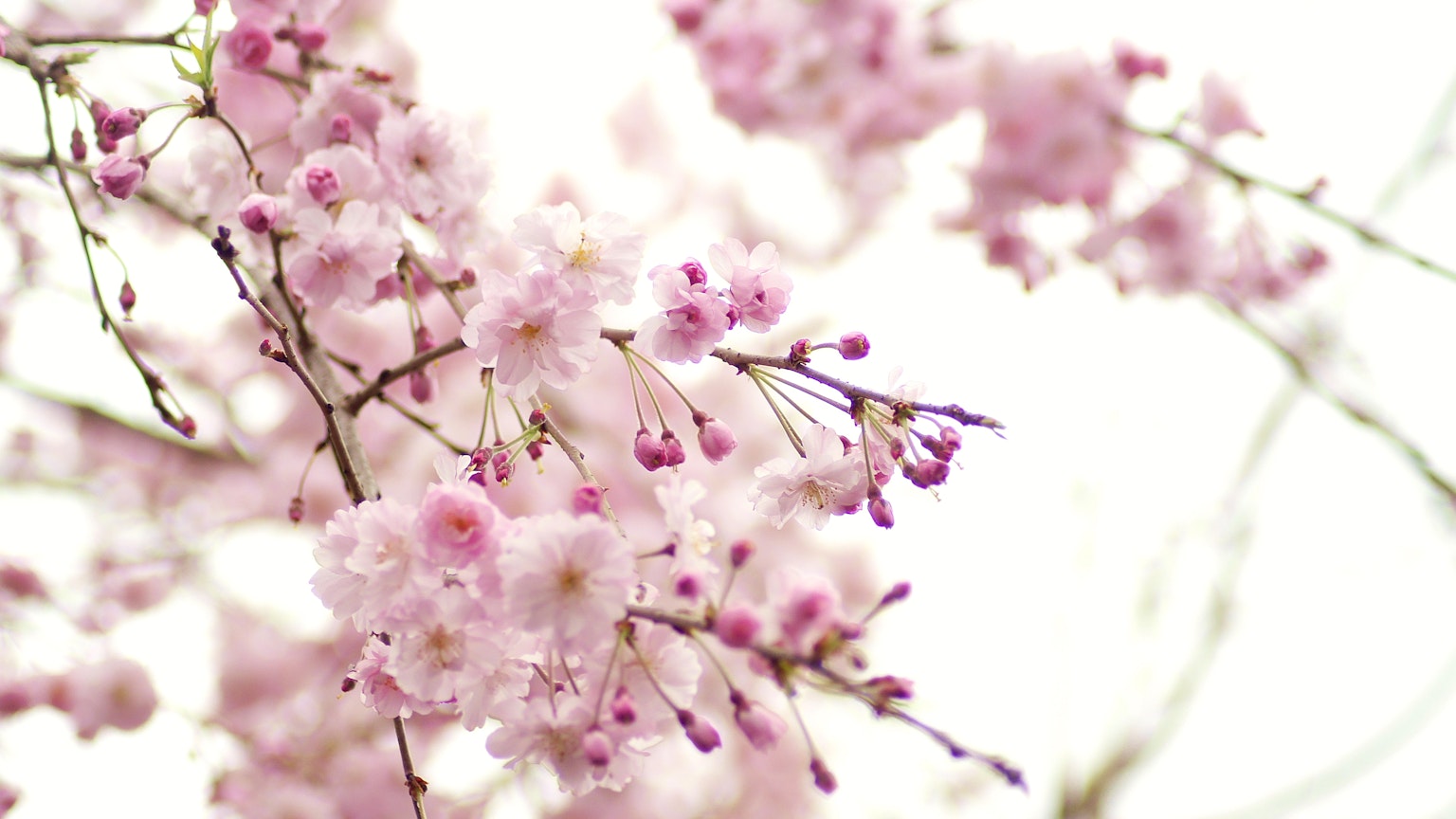 Kirschblüten in sanftem Rosa an den Zweigen