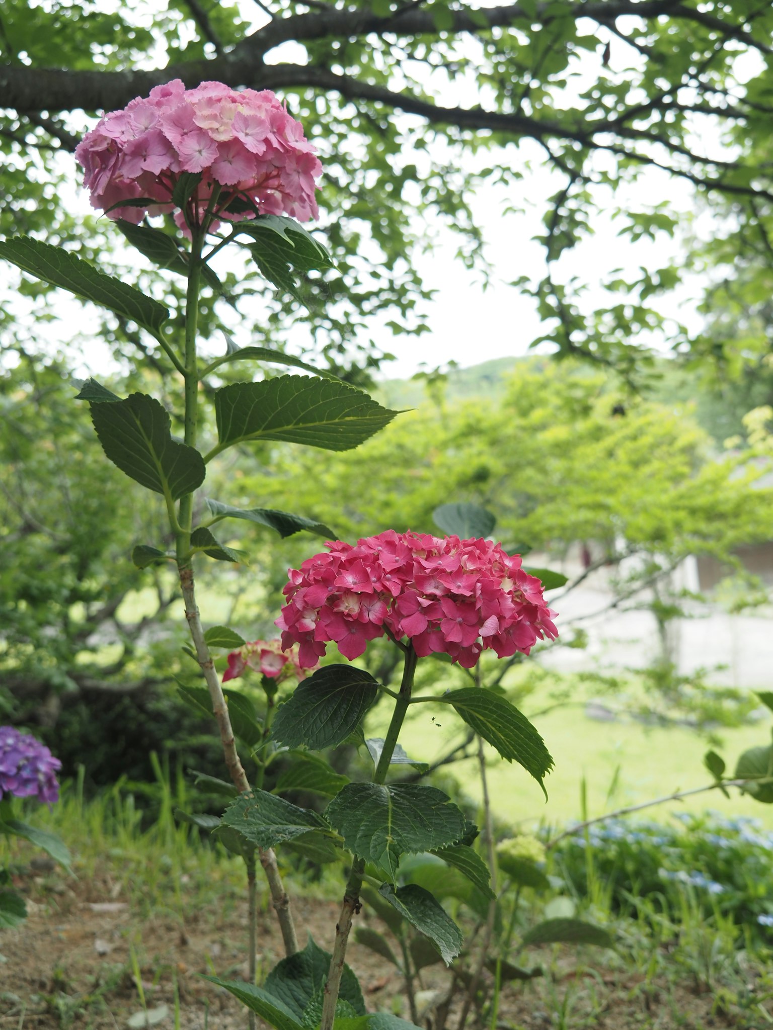 色彩缤纷的绣球花在花园中绽放