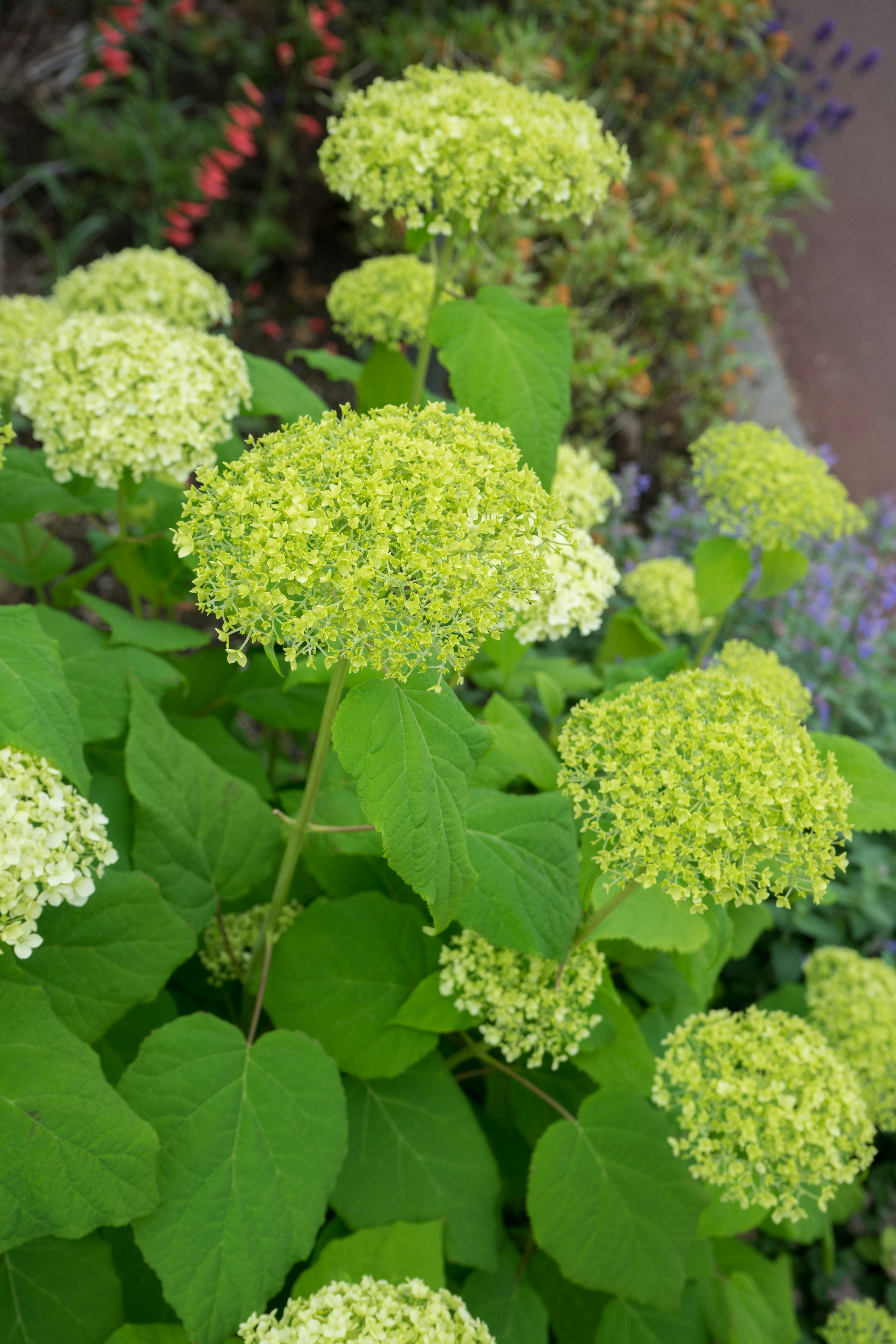 アジサイの花房と緑の葉が密に広がる庭の景色