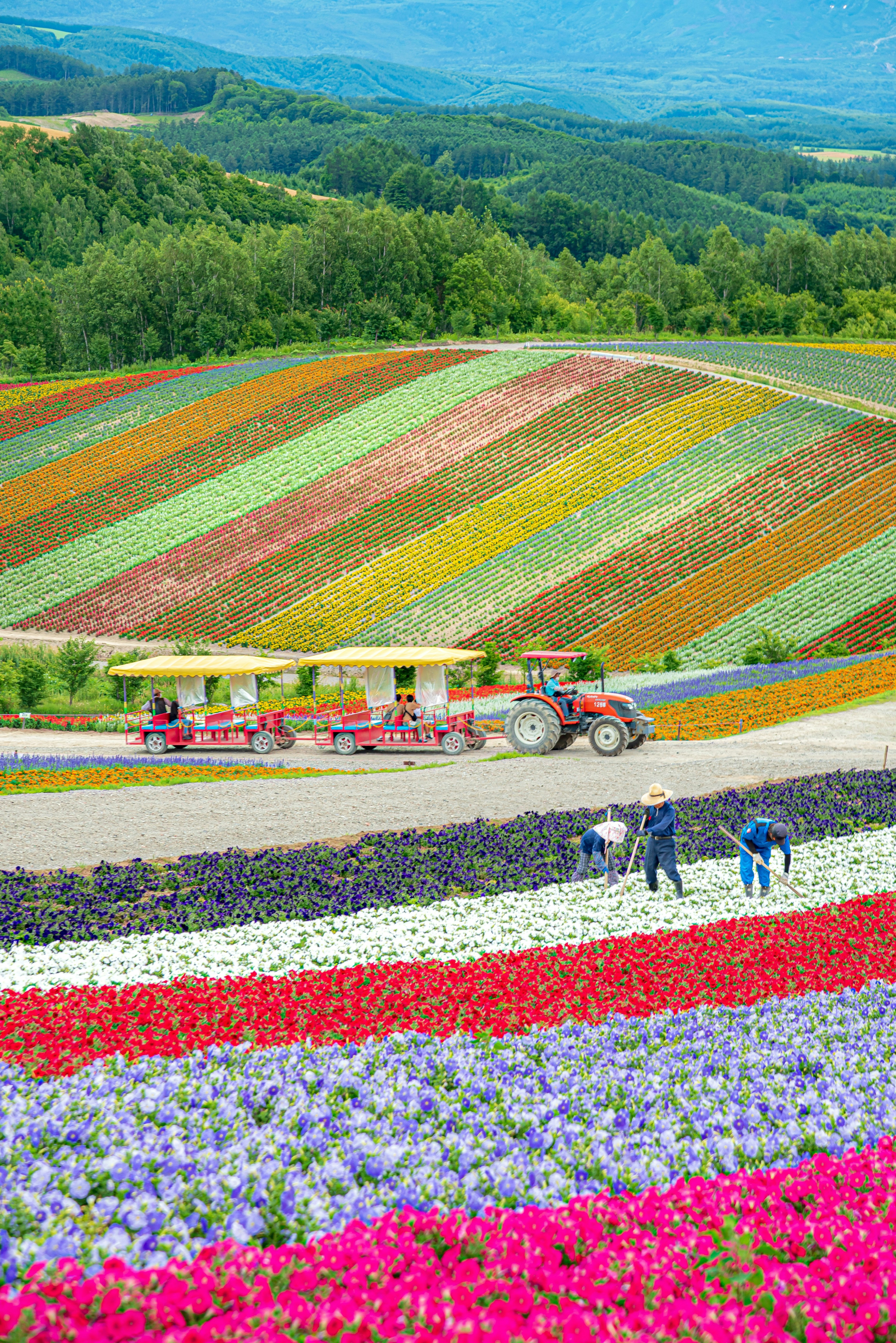 北海道の花畑とカラフルな畑風景