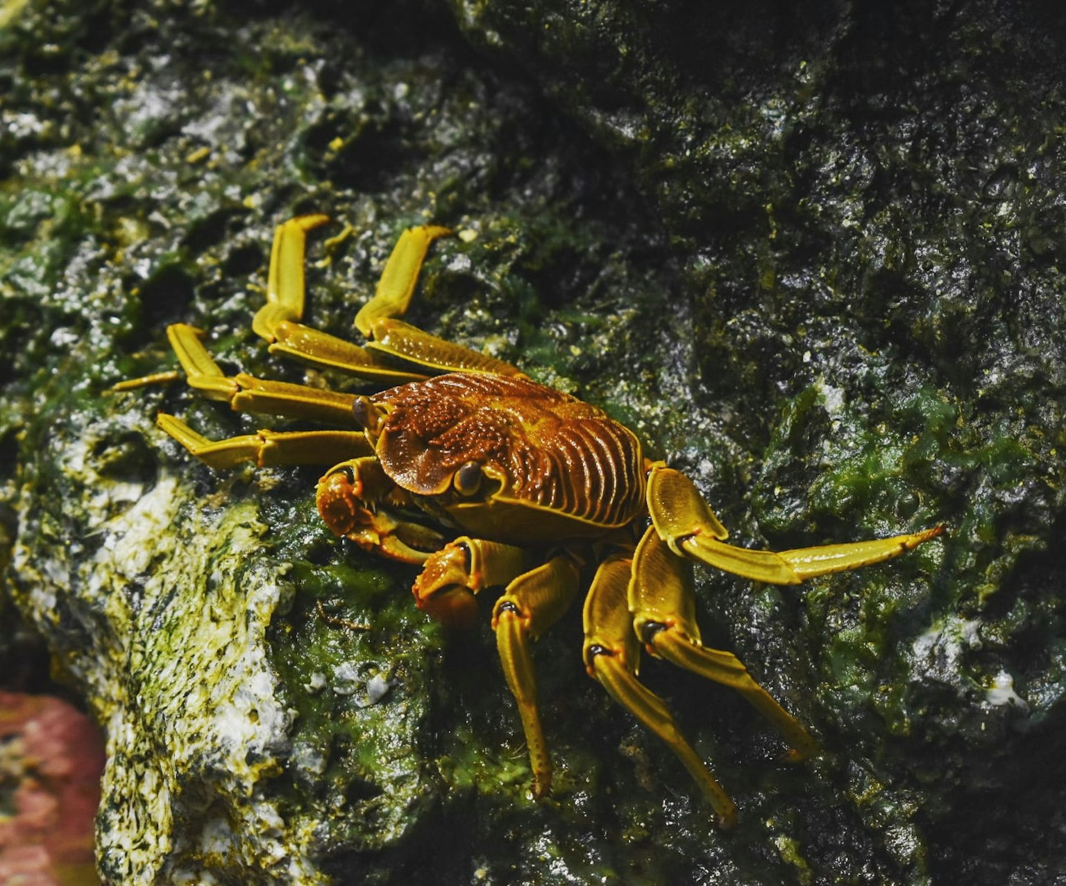 Foto en primer plano de un cangrejo amarillo sobre una roca