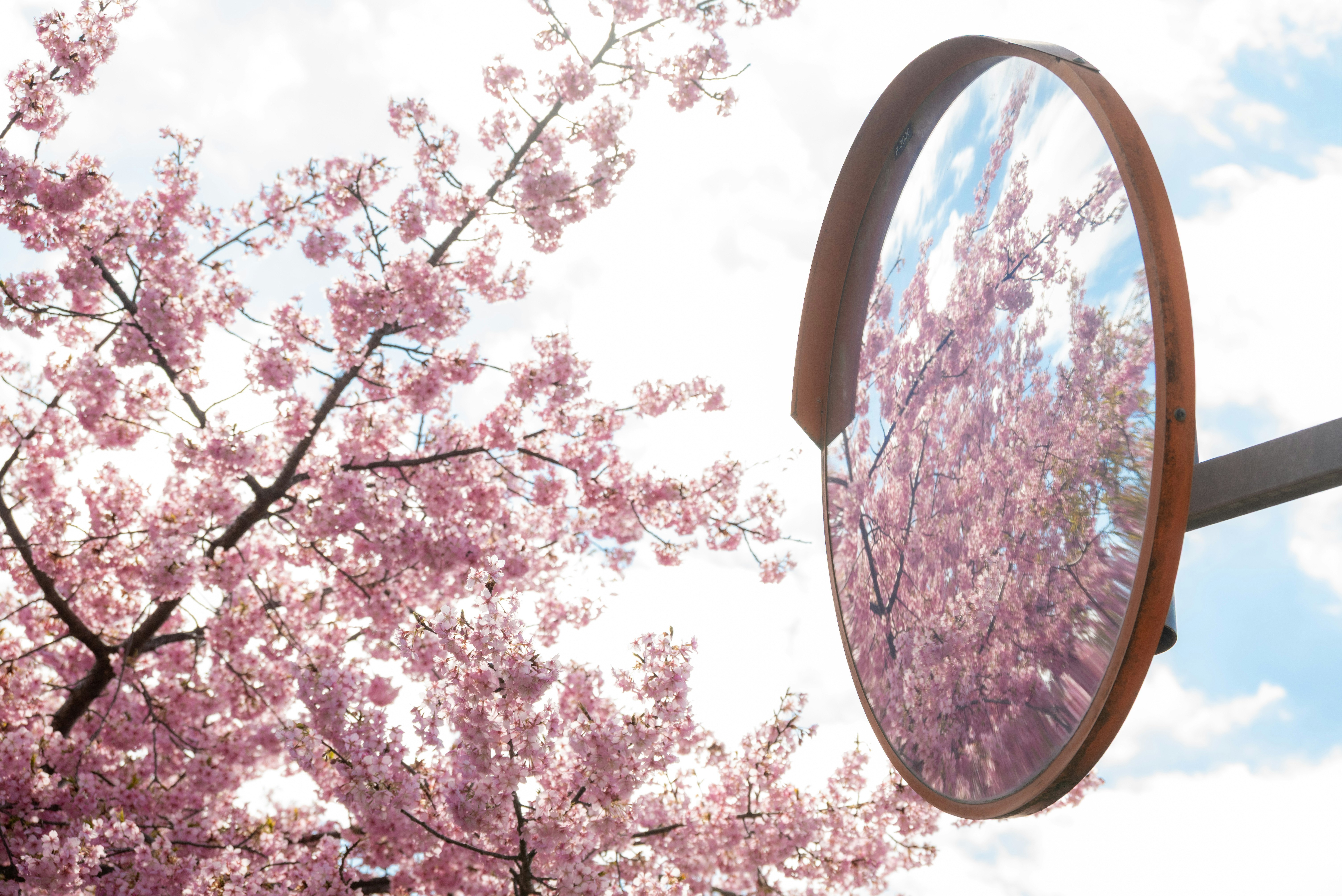 河津桜の花と空に浮かぶ鏡のような反射
