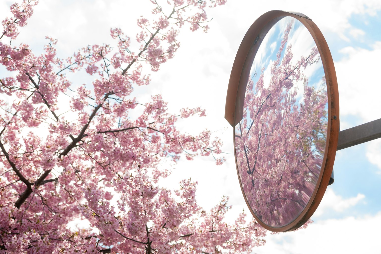 Specchio riflettente che mostra ciliegi in fiore e cielo blu