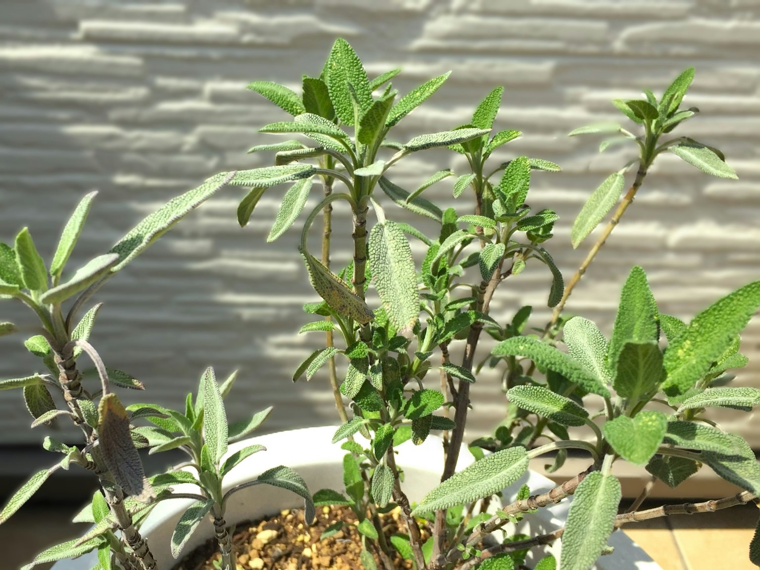 Primer plano de una planta de hojas verdes bañada por la luz del sol en una maceta