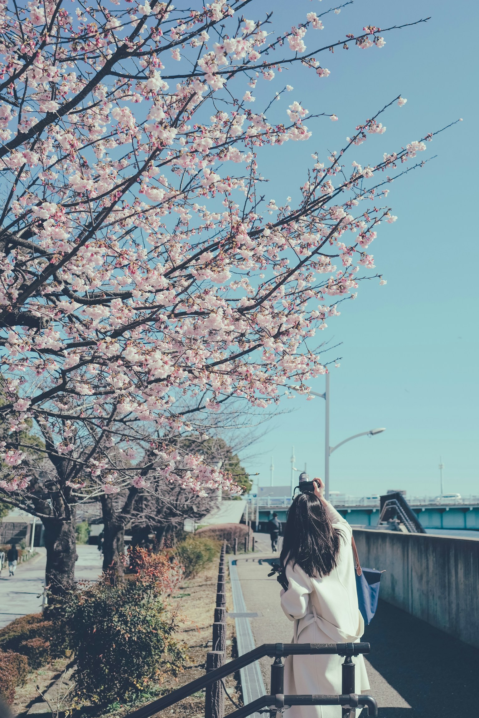 Donna che scatta una foto davanti a un albero di ciliegio in fiore