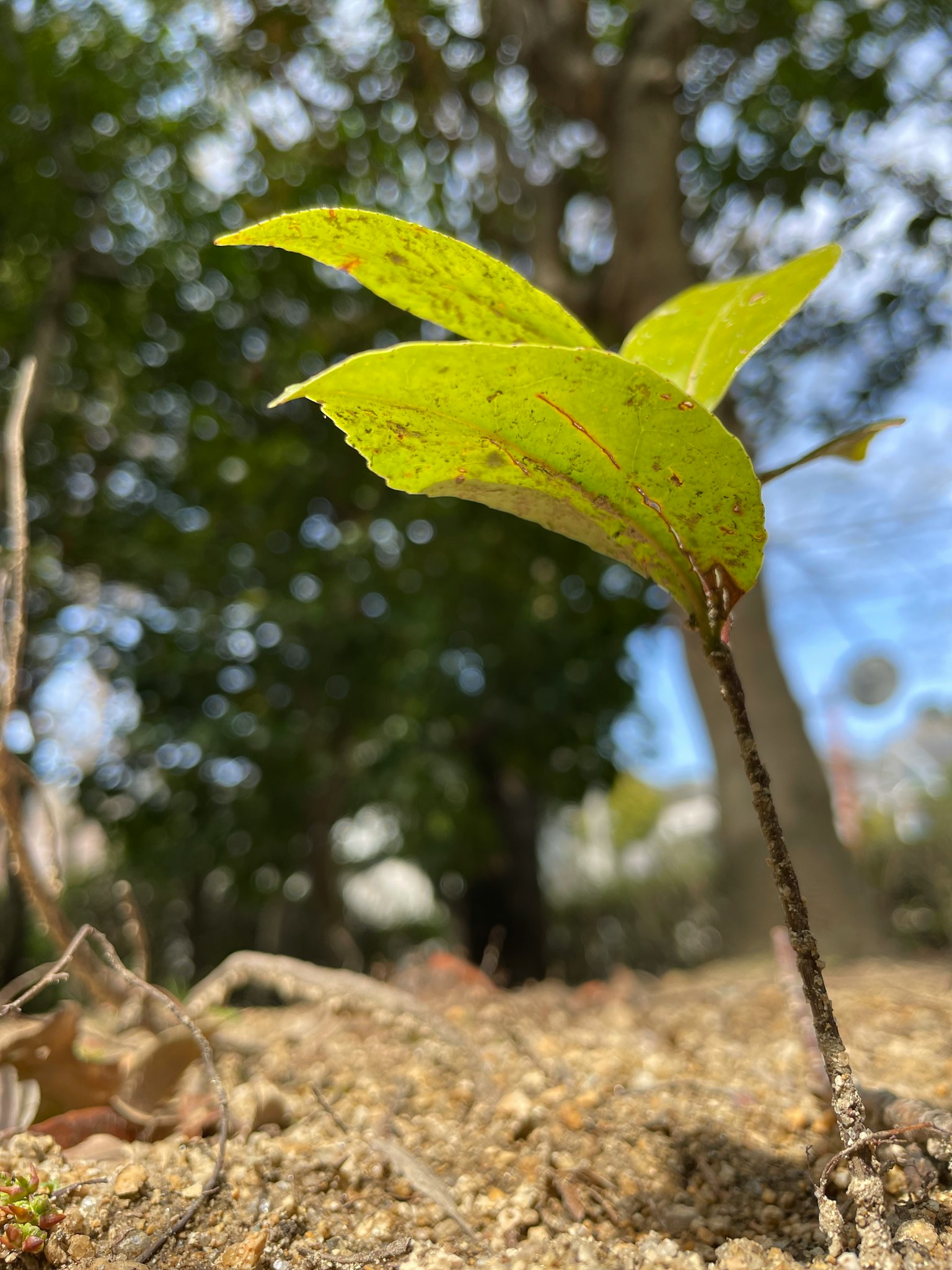 小植物在土壤上生长，带有绿色叶子