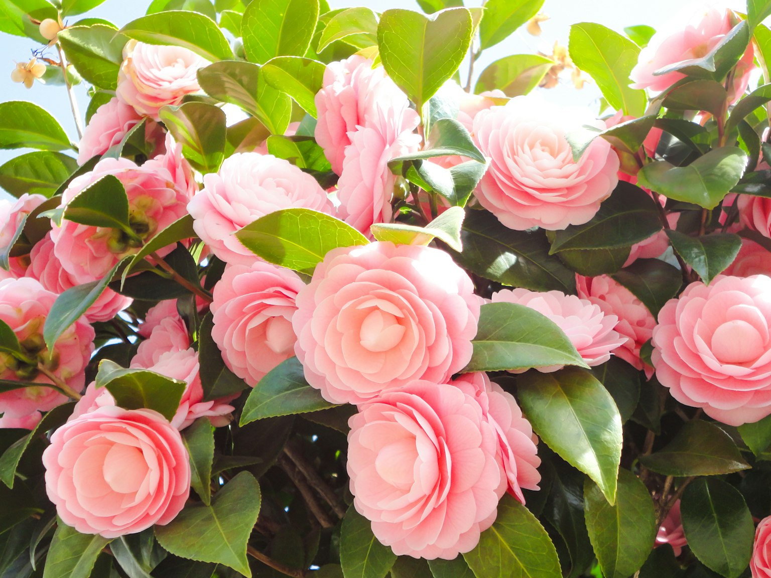 Eine üppige Darstellung von rosa Kamelienblüten in voller Blüte
