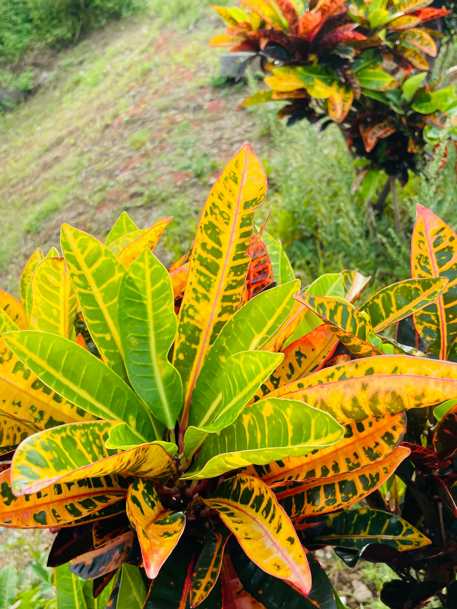 Primer plano de una planta vibrante con hojas coloridas que presentan tonos verdes y naranjas