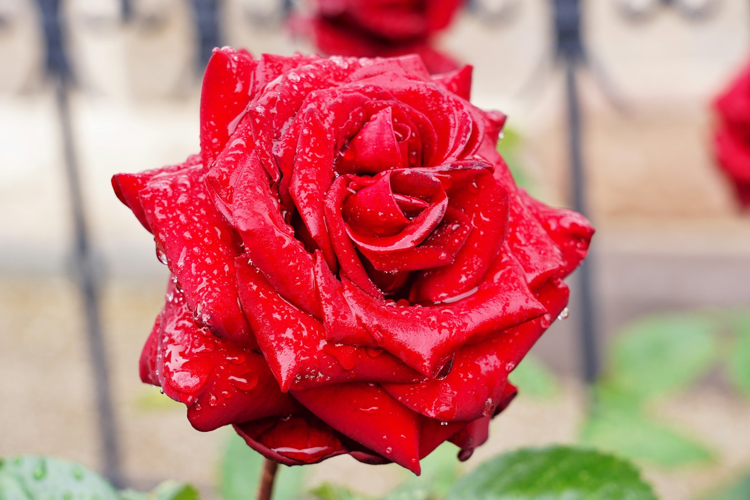 Vibrant red rose with water droplets