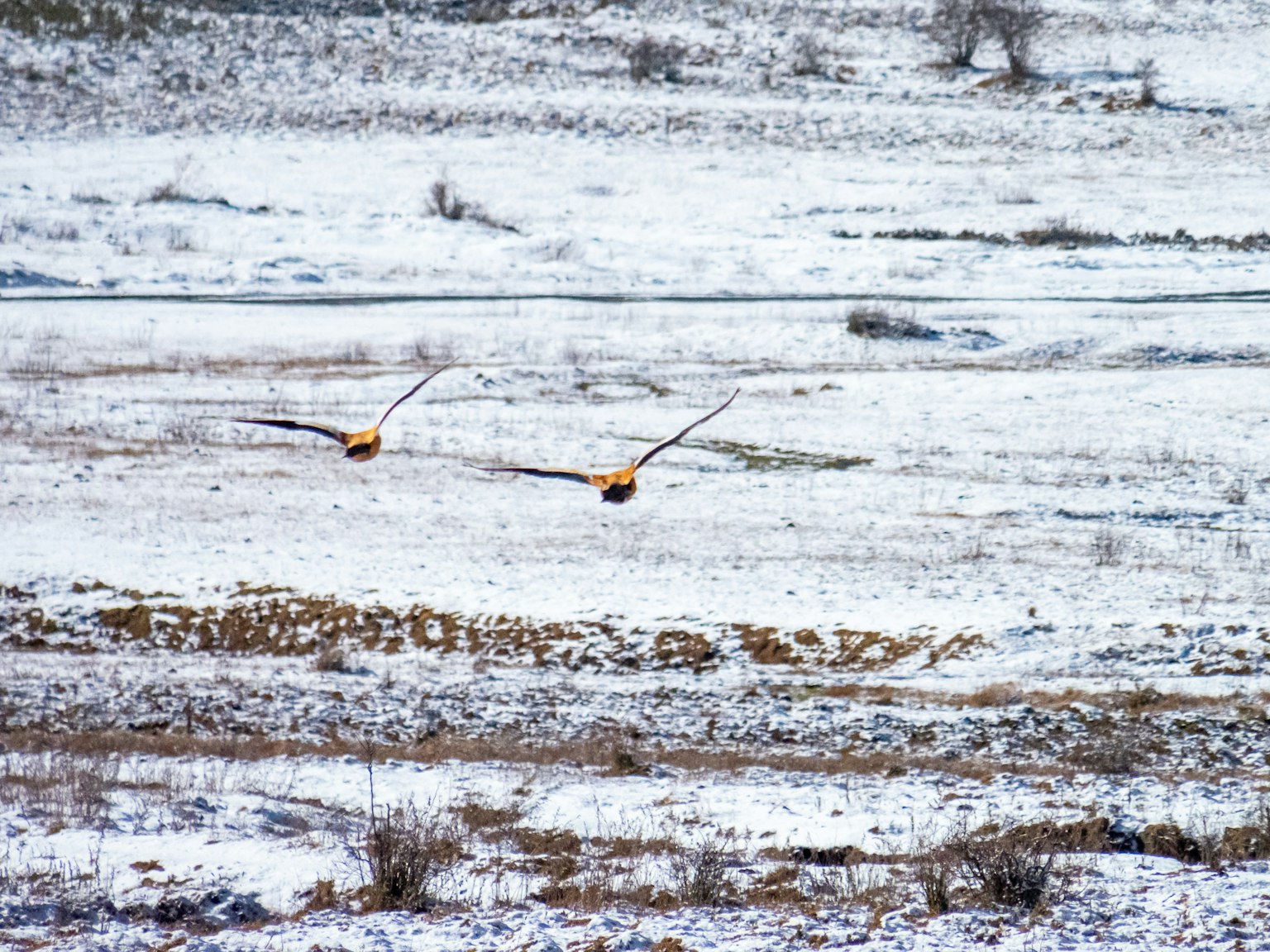 Two birds flying over a snow-covered plain