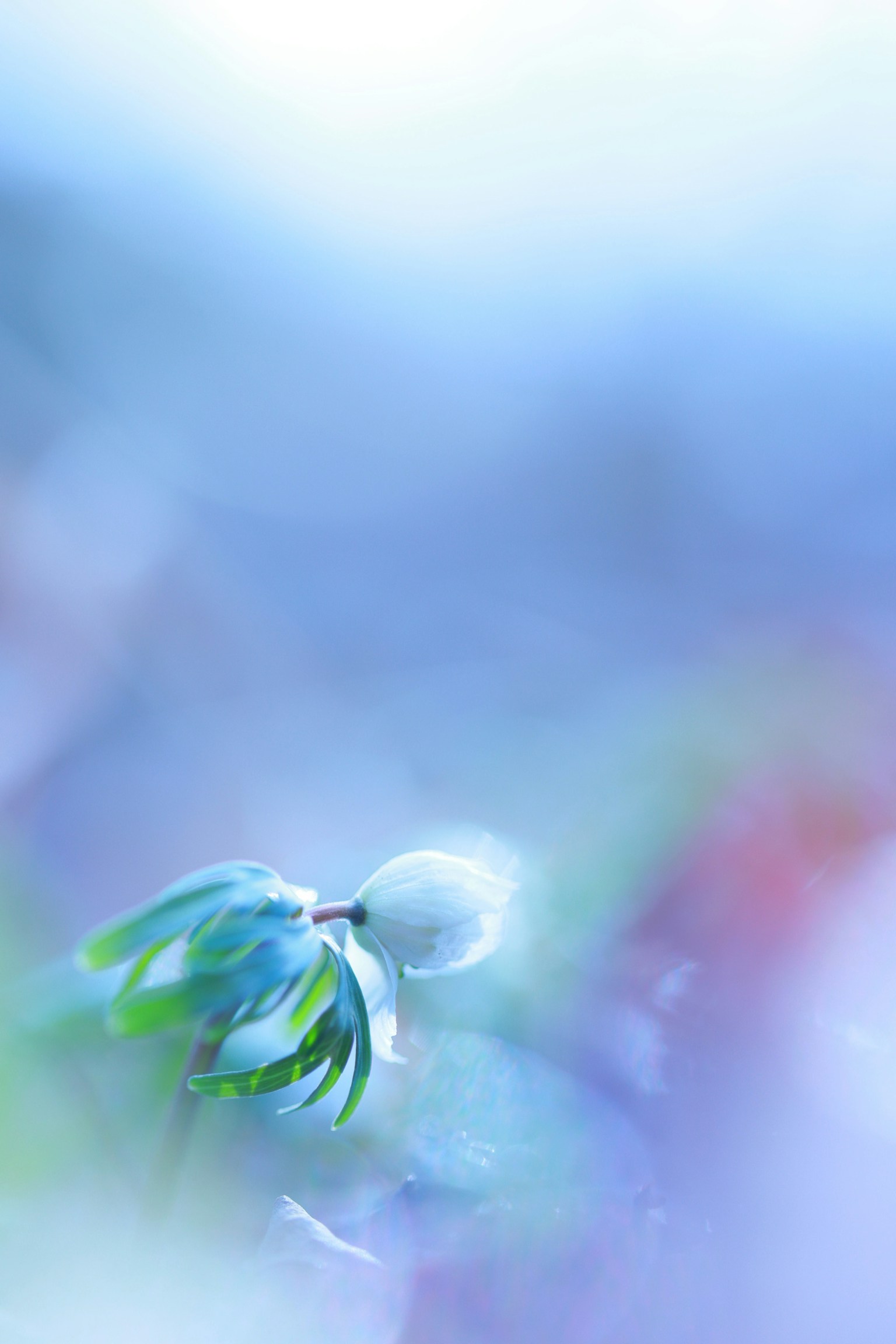 photo-1gUhVfYFexkDYpTTVgIe-image