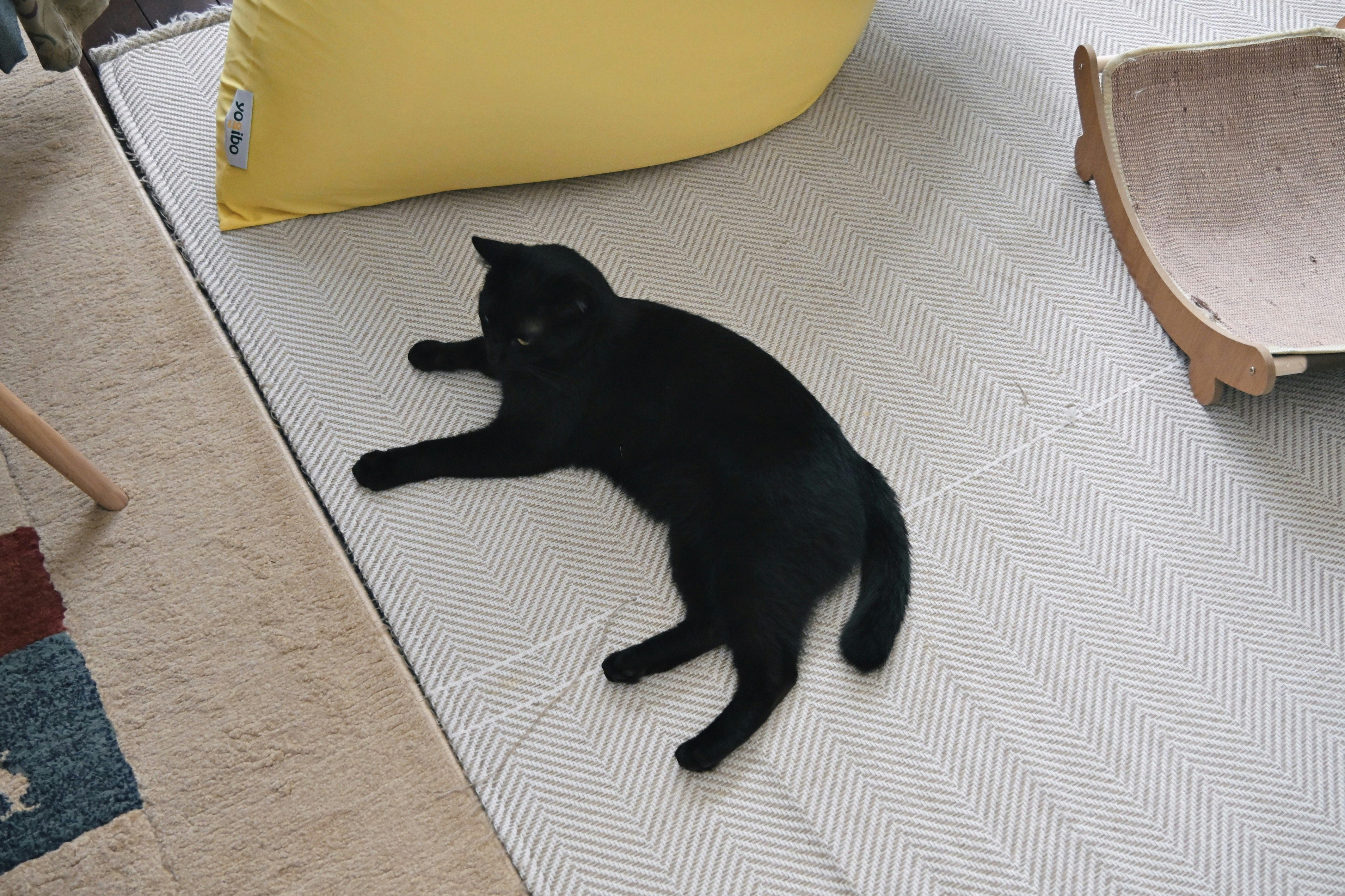 クッションの上でくつろぐ黒い子猫