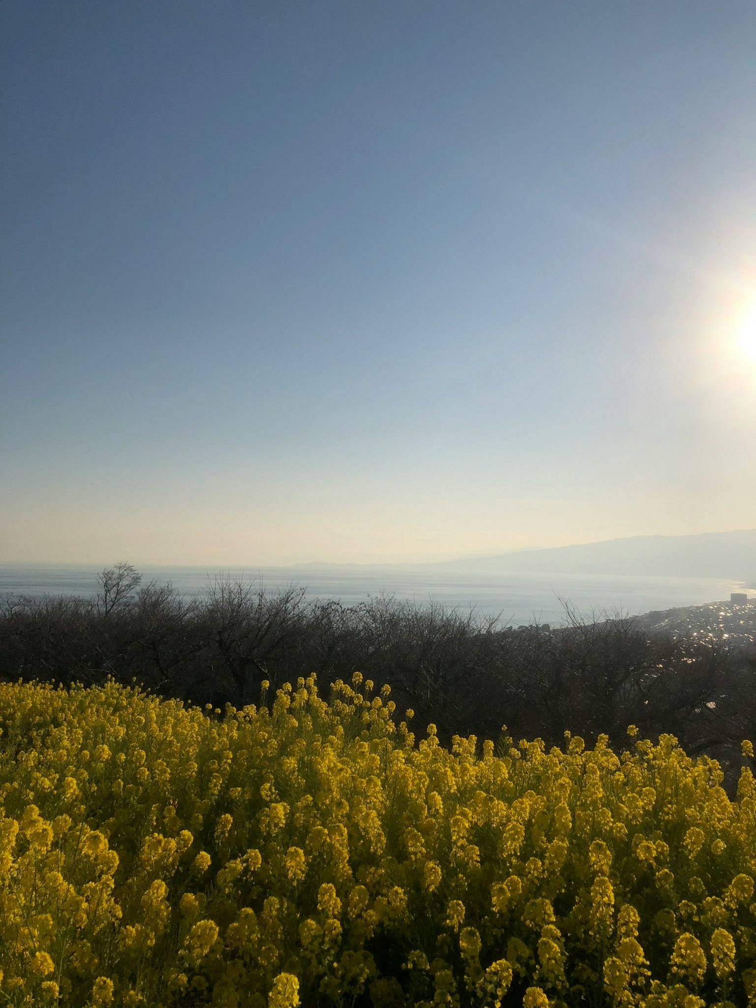 一幅美麗的風景，明亮的藍天和陽光照耀著一片黃色花朵的田野
