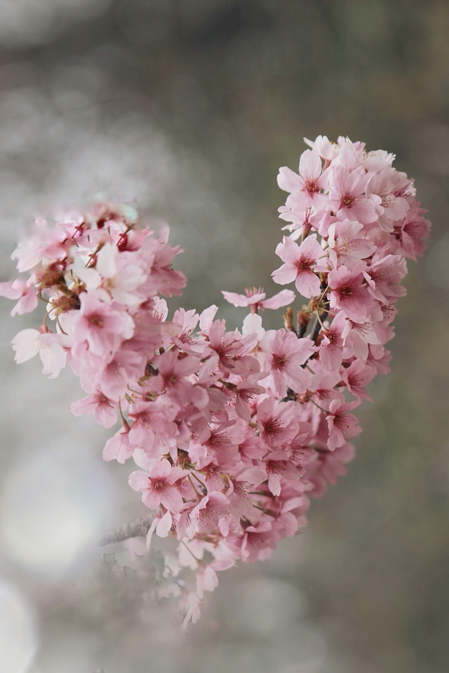 Una imagen hermosa de flores de cerezo en forma de corazón en suaves tonos de rosa
