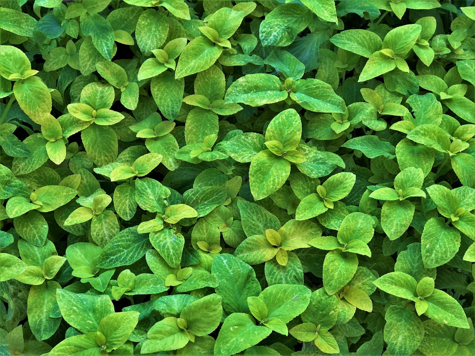 Dense green mint leaves covering the surface