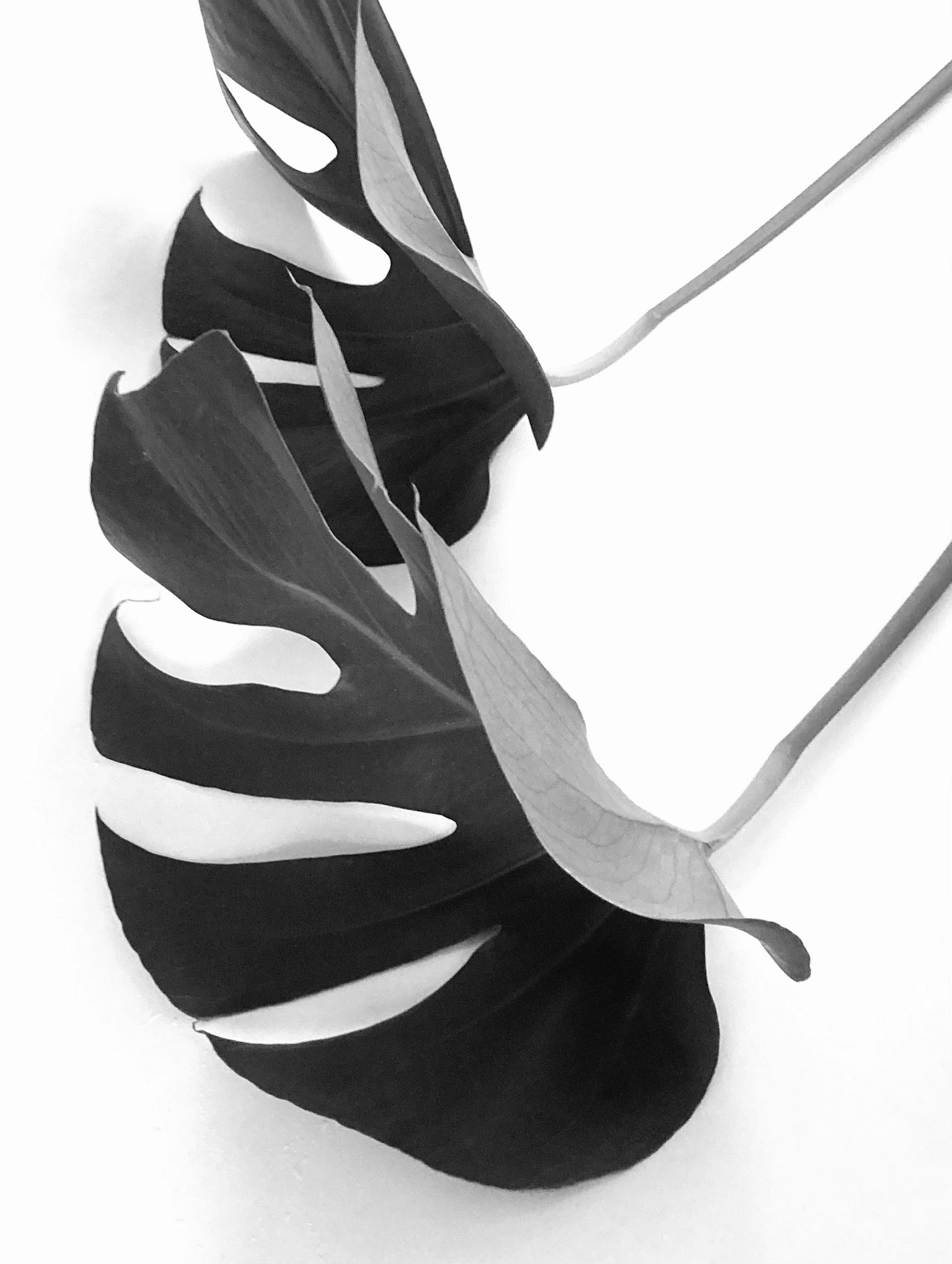 Image en noir et blanc d'une feuille de Monstera avec des formes et des motifs distinctifs