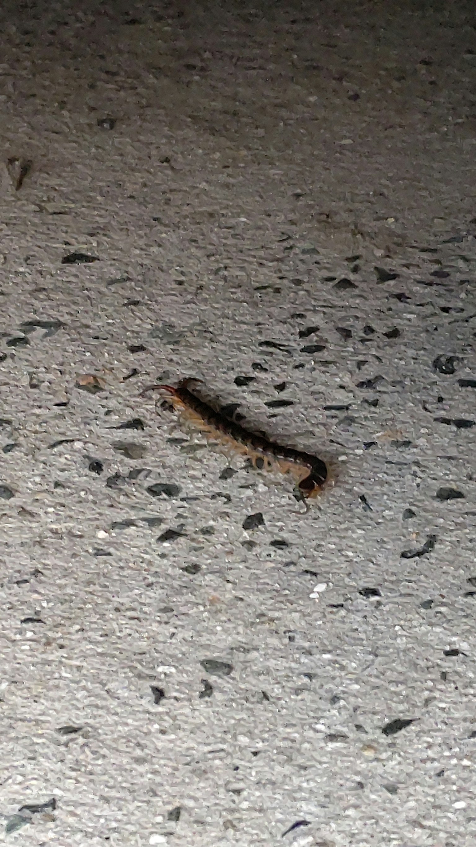 Primo piano di un bruco sul terreno