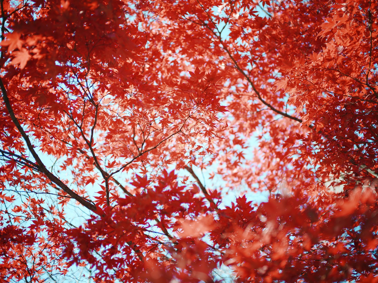 Daun maple merah cerah melawan langit biru