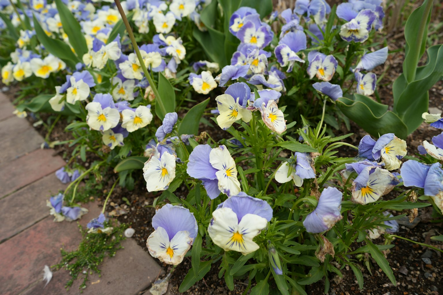 Pemandangan taman dengan bunga pansy ungu dan putih