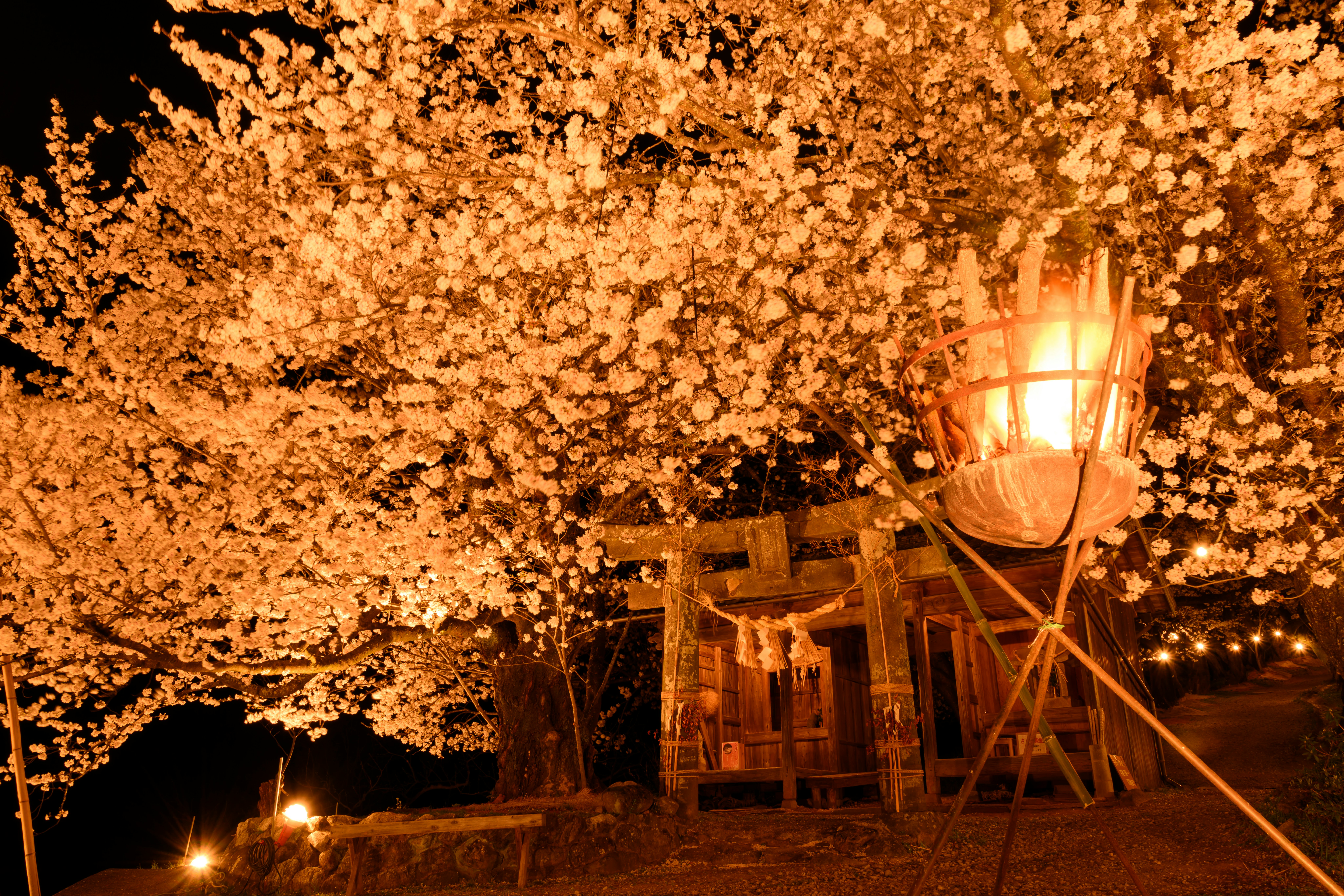 燃えるようなオレンジ色の桜並木と提灯の夜景