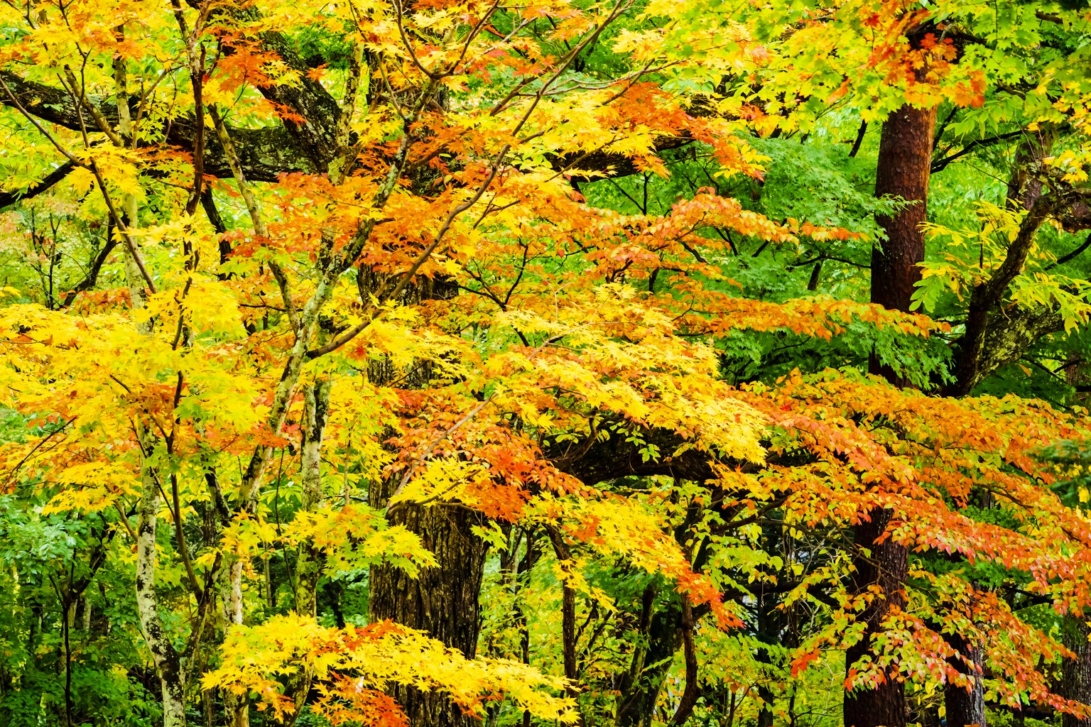 Feuilles jaunes et orange vibrantes s'étendant à travers une forêt d'automne
