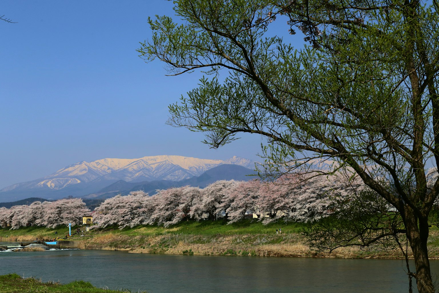 Bellissimi alberi di ciliegio fioriti costeggiano il fiume con montagne innevate sullo sfondo