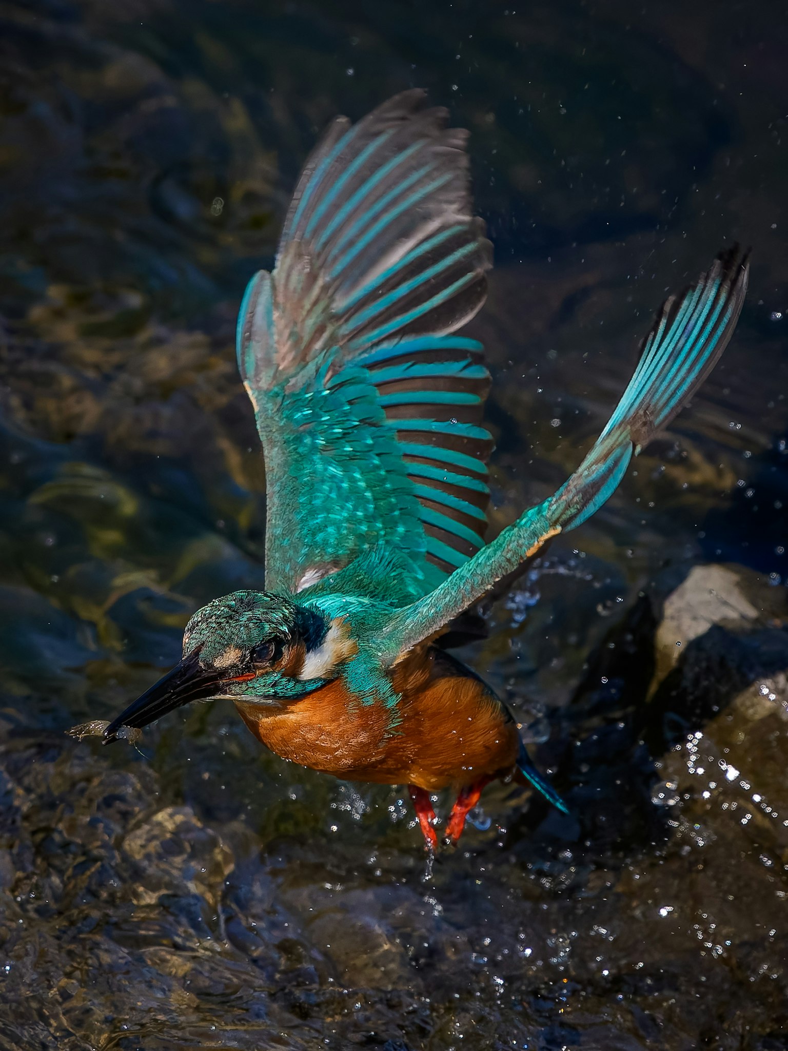 Burung kingfisher cerah dengan bulu biru dan oranye berkepak di atas air