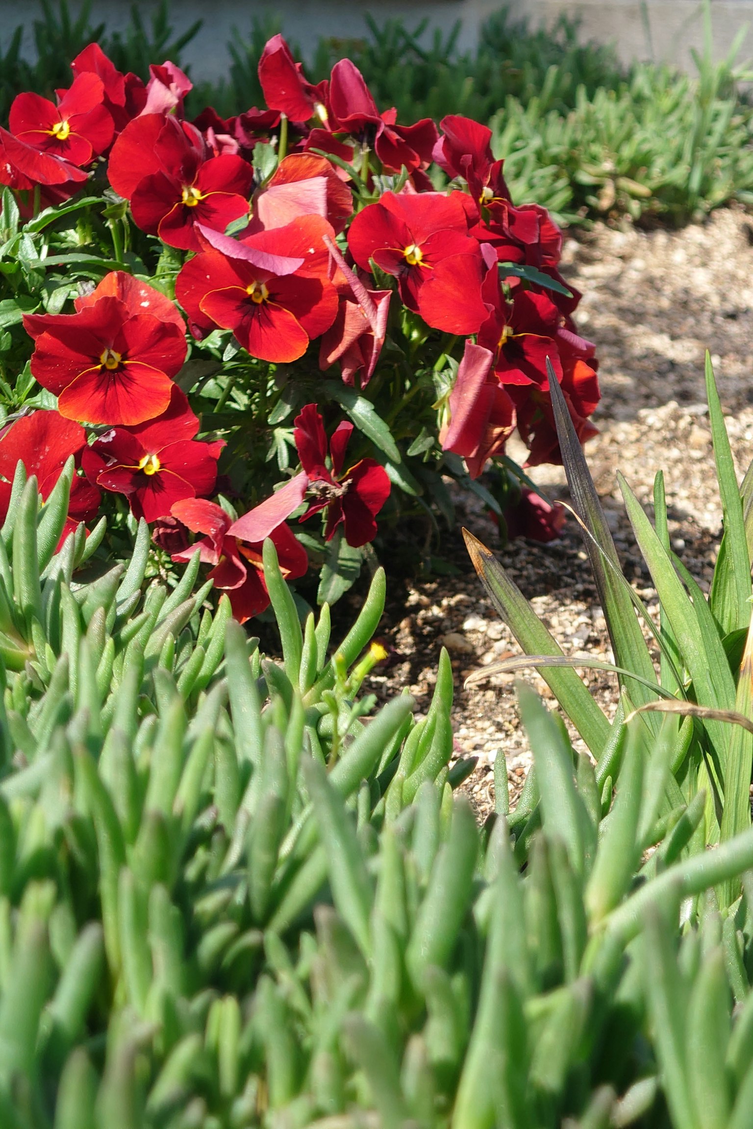 Cluster of red flowers surrounded by lush green foliage