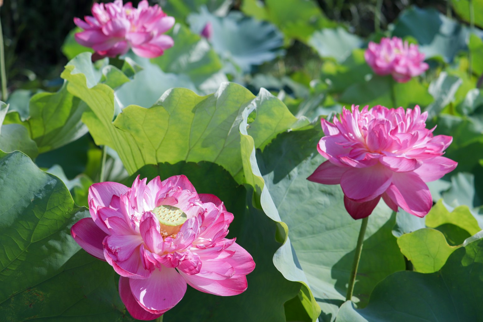 Bellissimi fiori di loto rosa che fioriscono tra foglie verdi