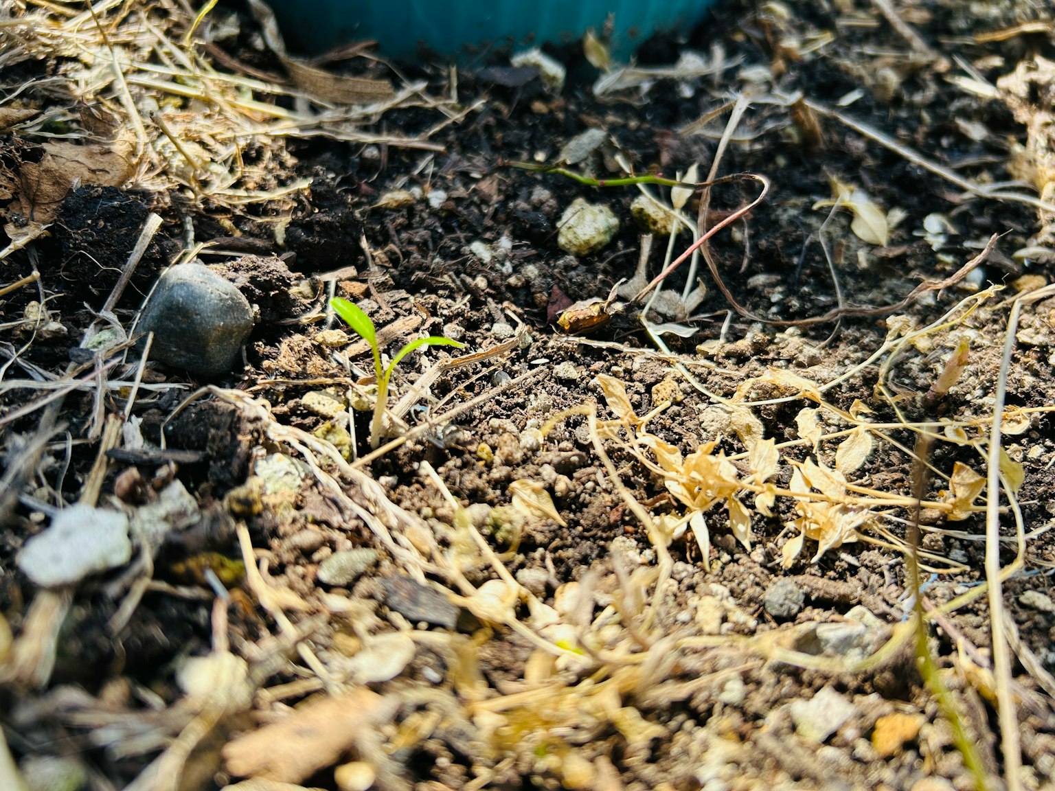 Gros plan sur le sol avec de petites pousses vertes et de l'herbe sèche