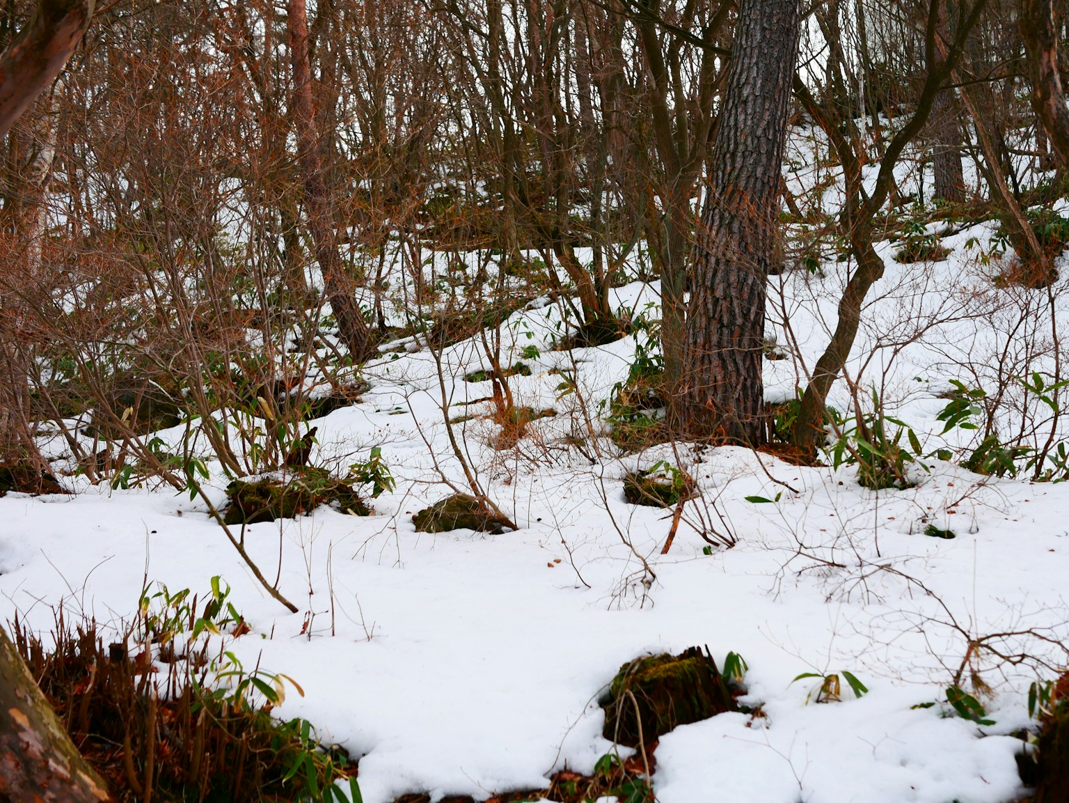 Scena forestale coperta di neve con alberi visibili
