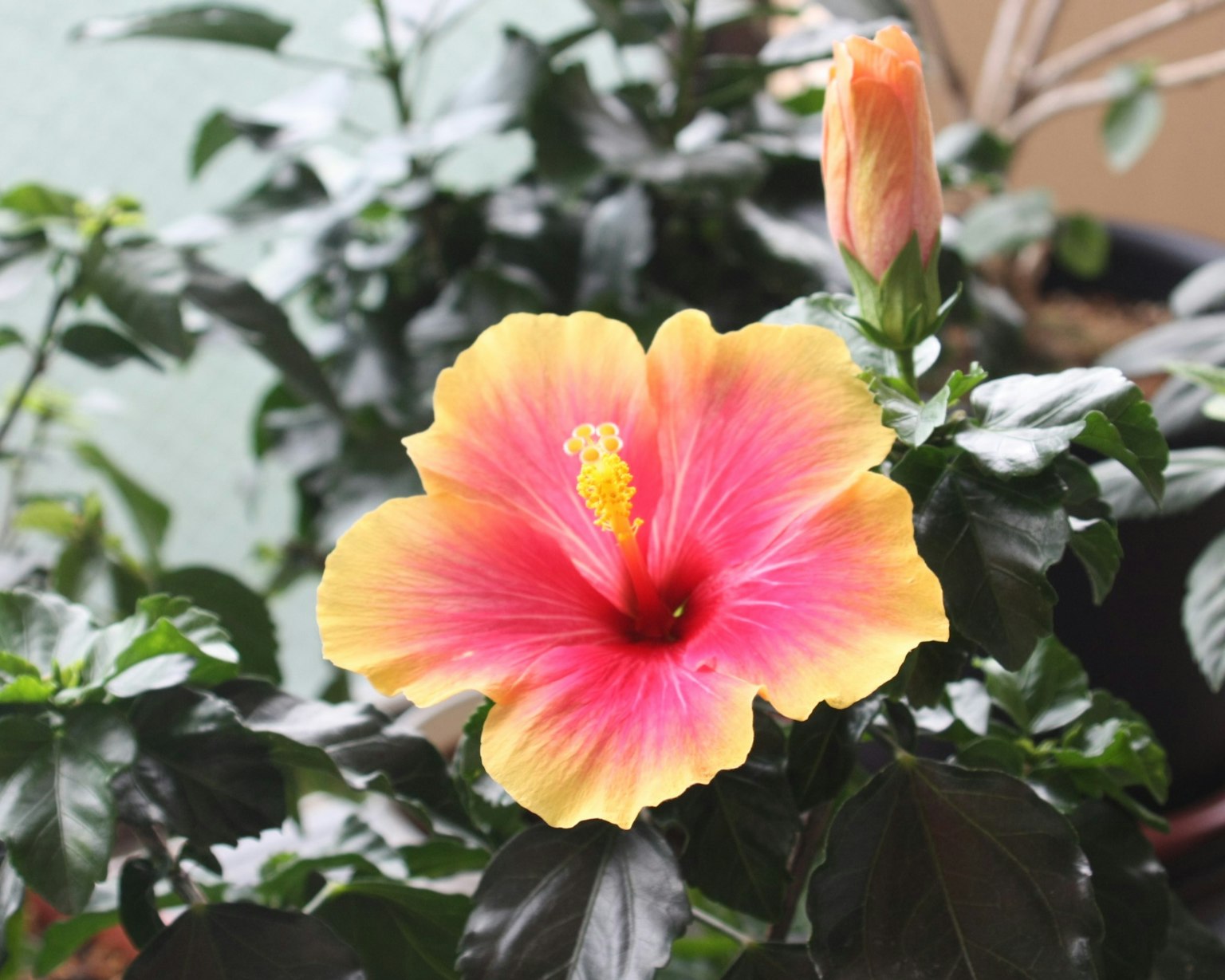 Leuchtende rosa und gelbe Hibiskusblüte umgeben von grünen Blättern