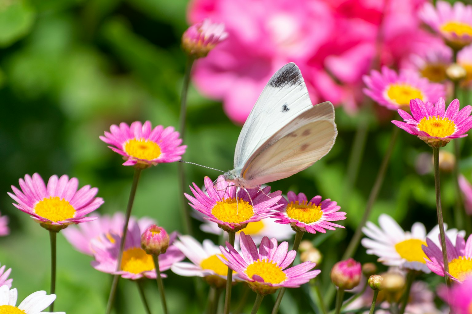 Una farfalla bianca che si posa su fiori colorati
