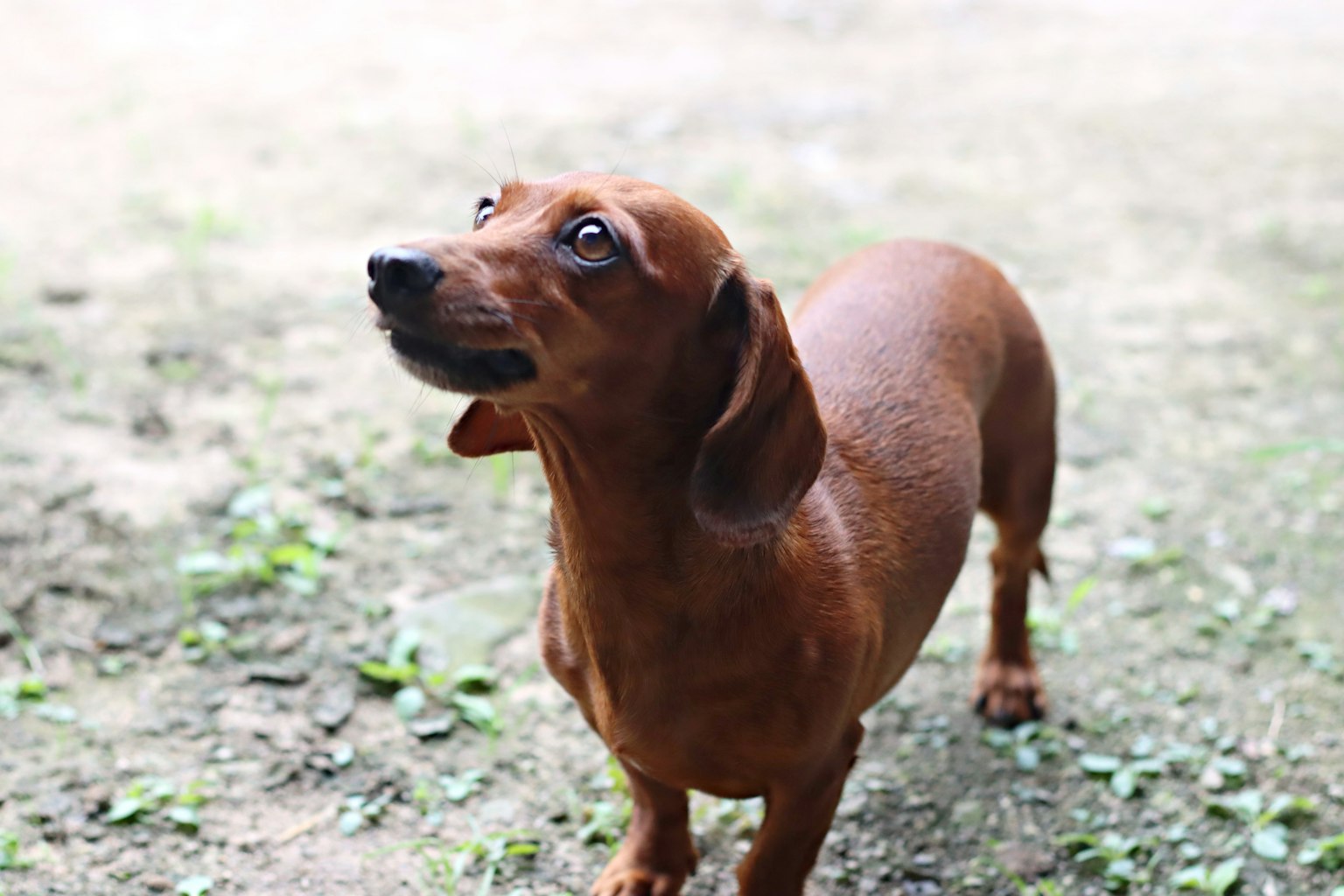 Dachshund coklat melihat ke atas dengan ekspresi ingin tahu
