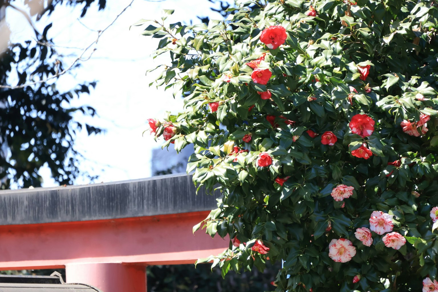 紅色和粉色花朵的樹旁邊有紅色鳥居