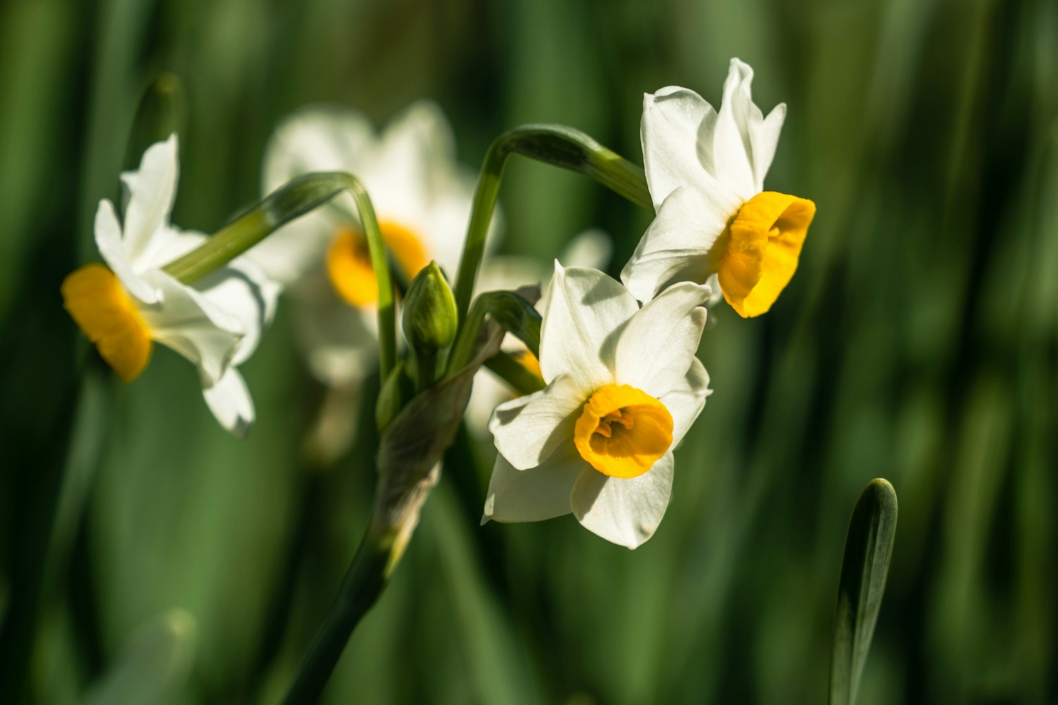 Fleurs de narcisse avec des pétales blancs et des centres jaunes fleurissant sur un fond vert