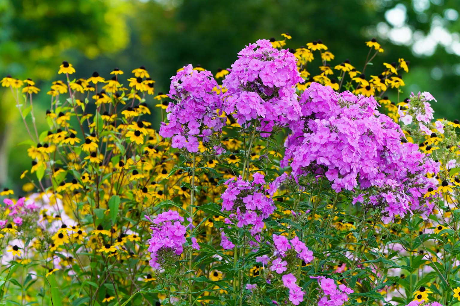 生机勃勃的花园场景，紫色福禄考和黄色锥花盛开