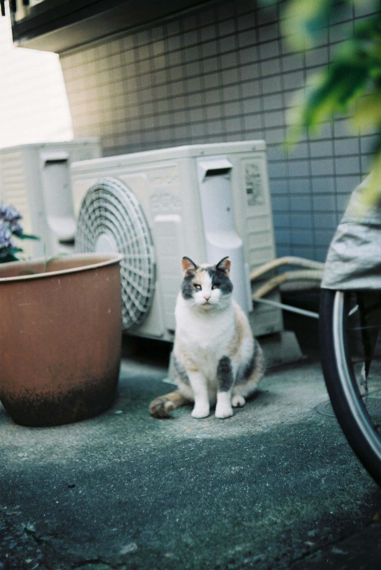 gatto bianco e nero seduto in uno spazio esterno tipo vicolo