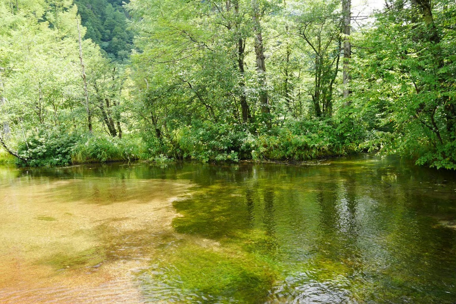 Ruhiger Fluss, der durch üppige grüne Bäume fließt