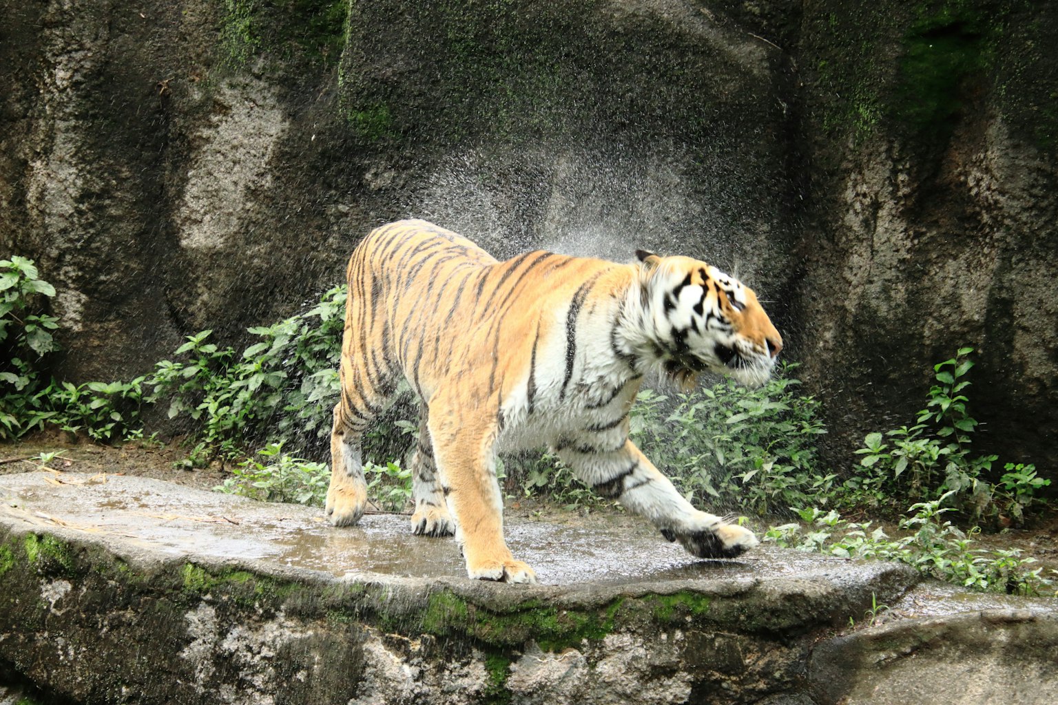 Seekor harimau menggoyangkan air saat berjalan di permukaan berbatu