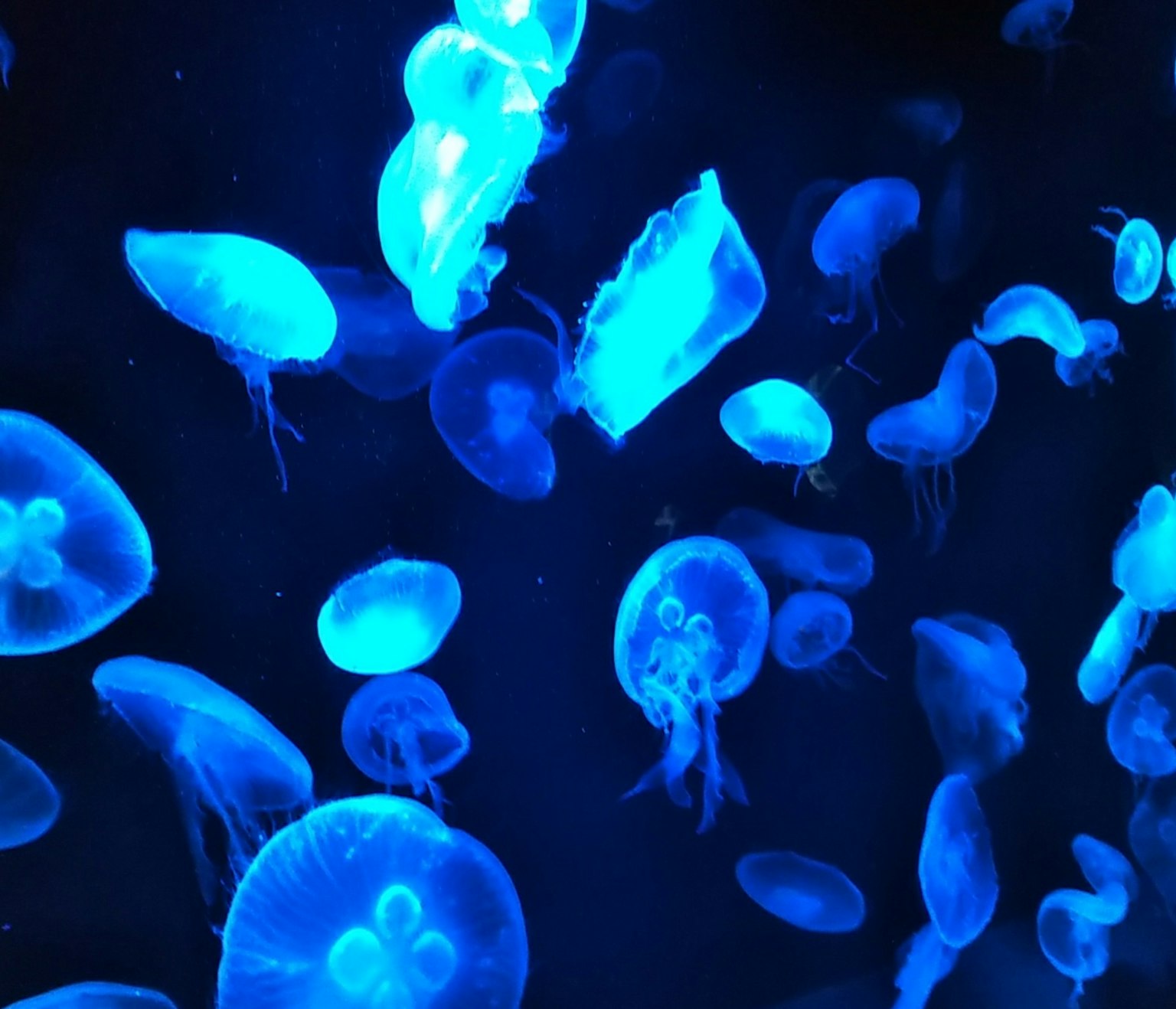 Meduse blu brillanti in una scena sottomarina