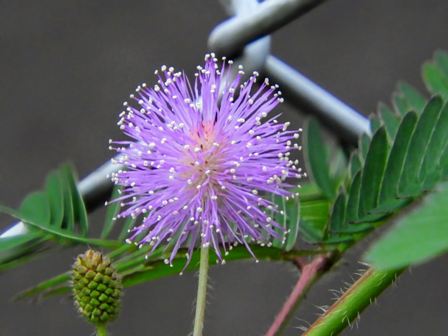 Close-up of a purple flower blooming on a plant near a wire fence