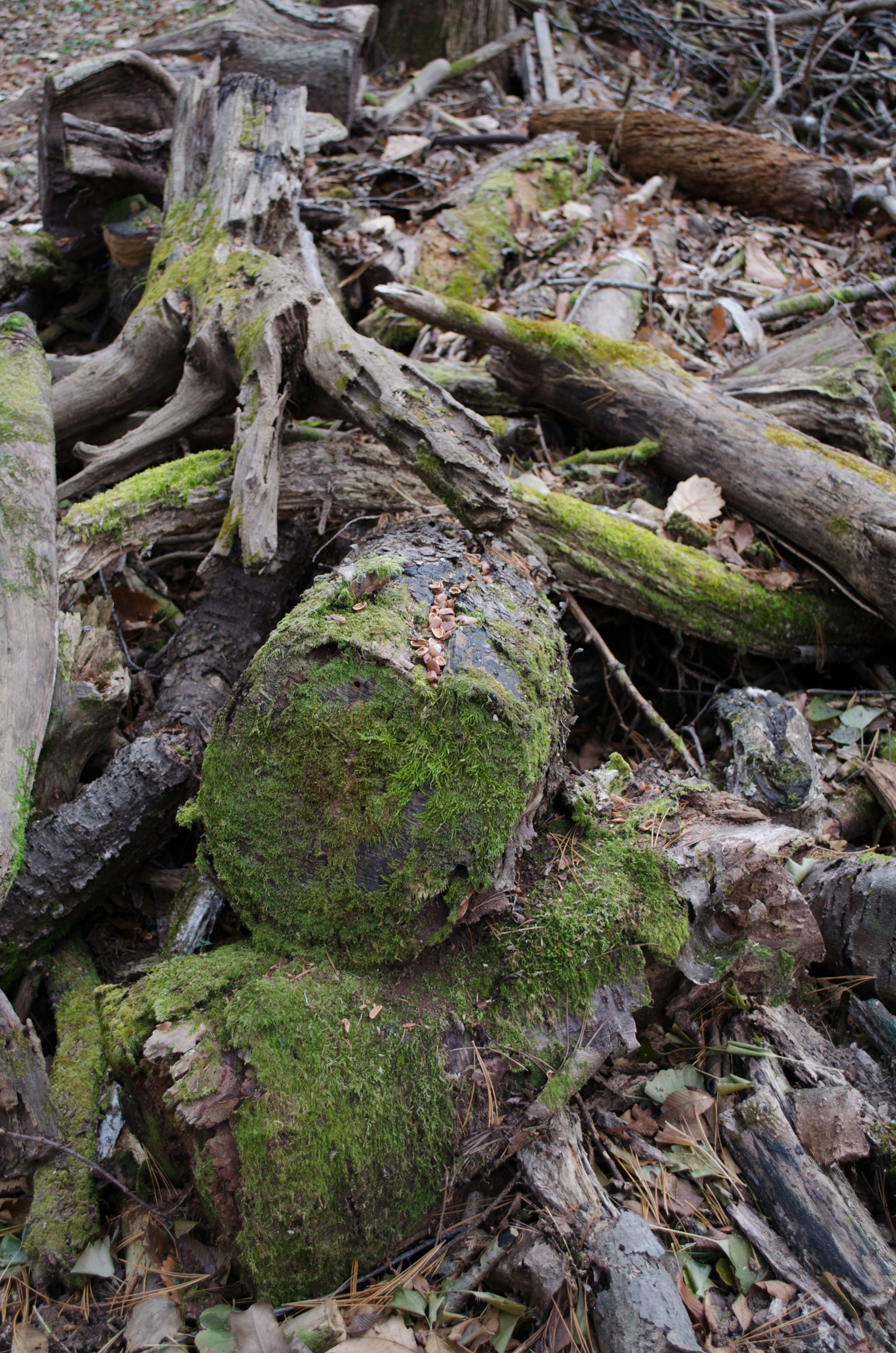 A collection of moss-covered logs and fallen branches