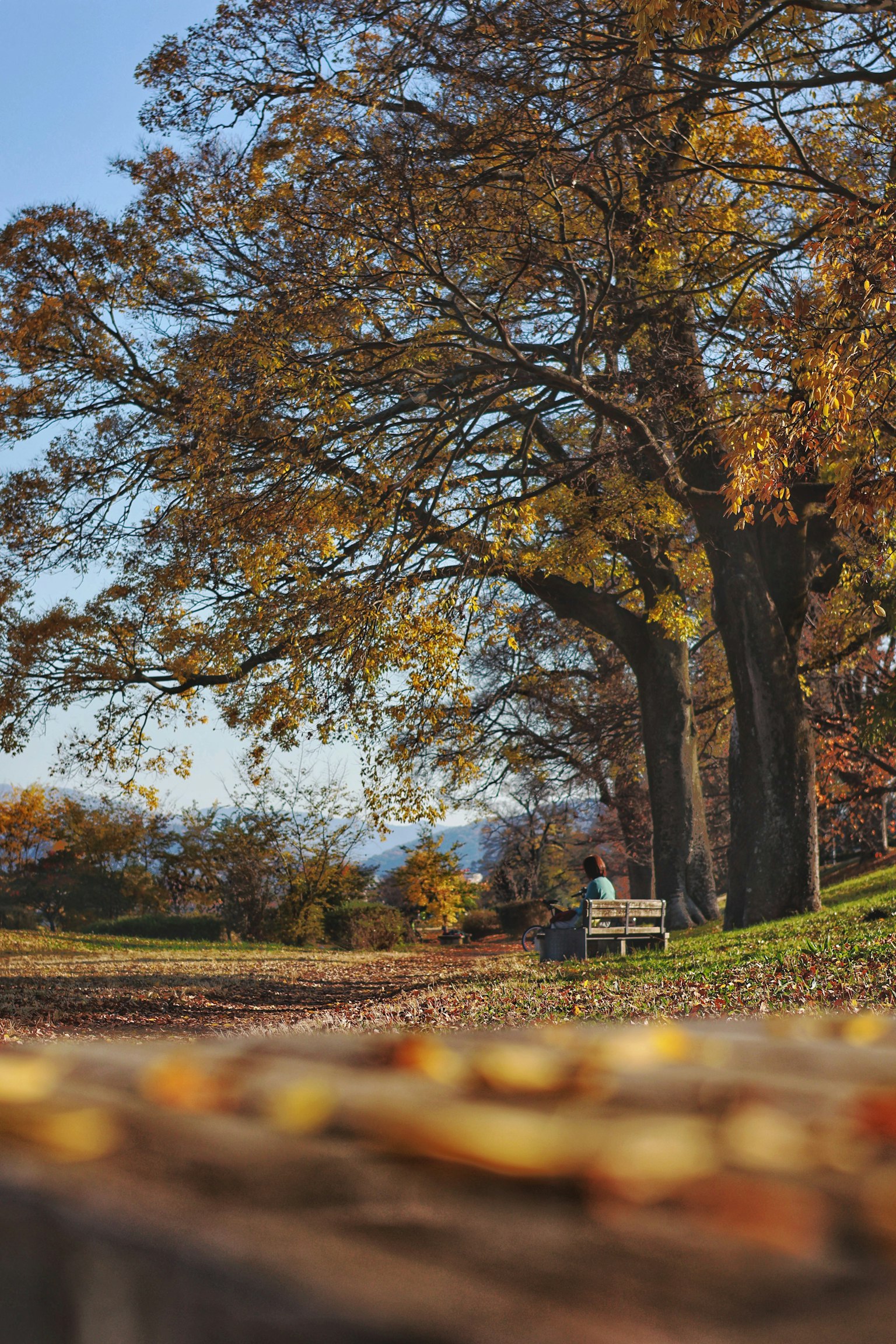 秋の公園の風景 大きな木とベンチ 落ち葉が散らばる小道