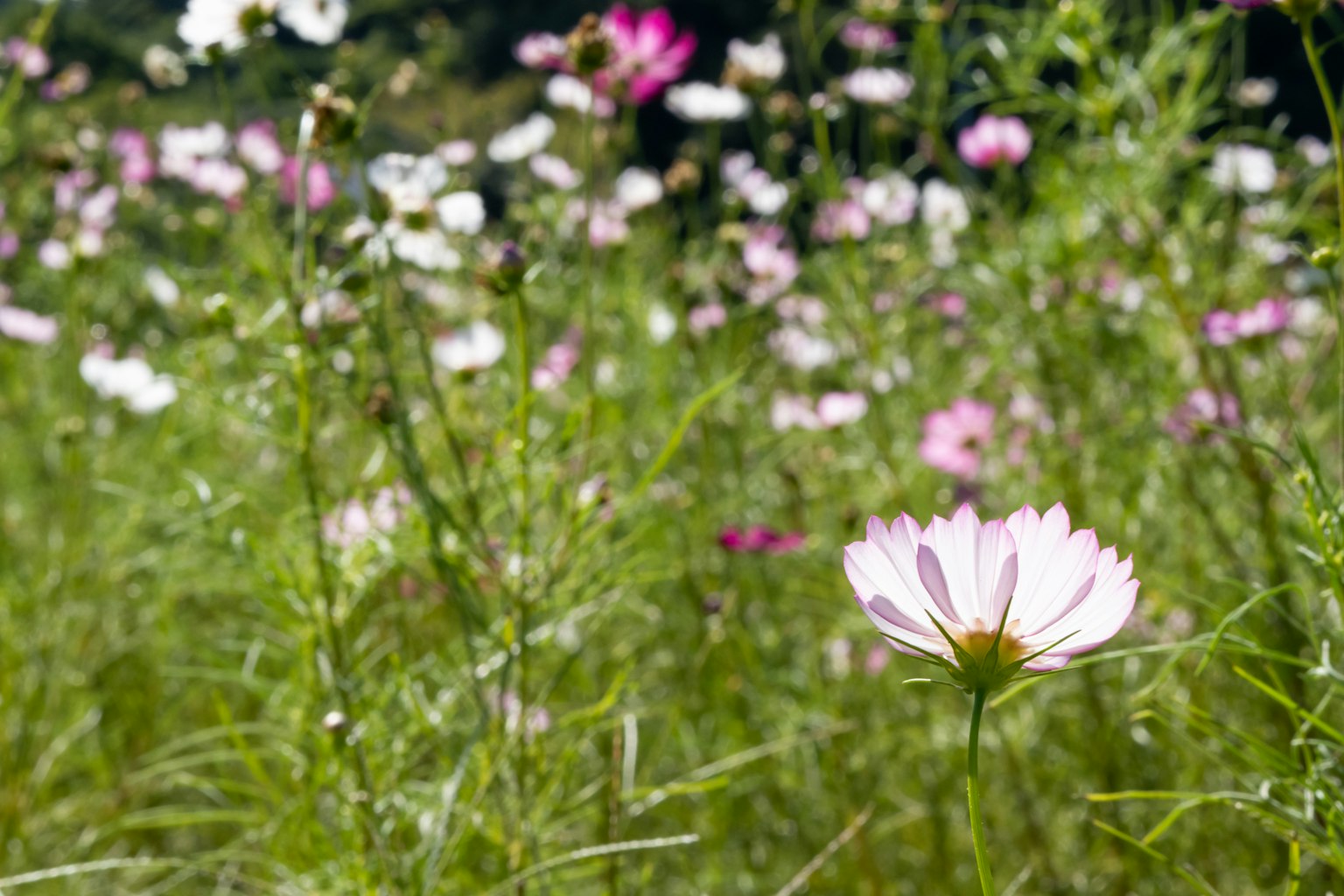 Cận cảnh cánh đồng hoa cosmos đầy màu sắc