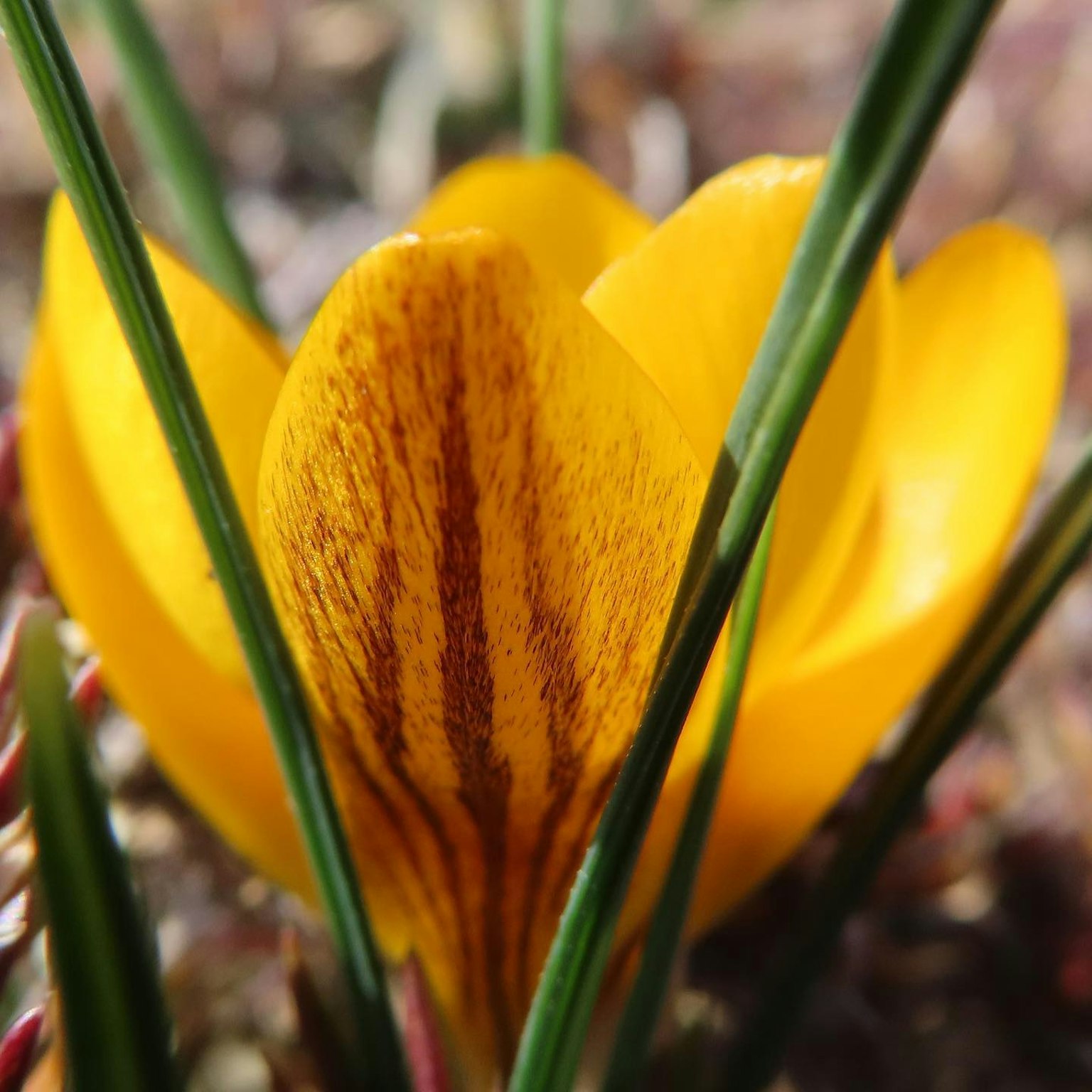 Un fiore di crocus giallo circondato da erba verde
