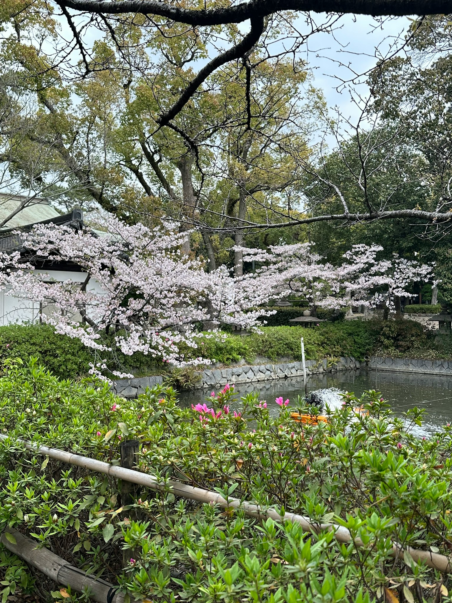 Blühender Kirschbaum mit rosa Blumen und üppigem Grün in einem Park