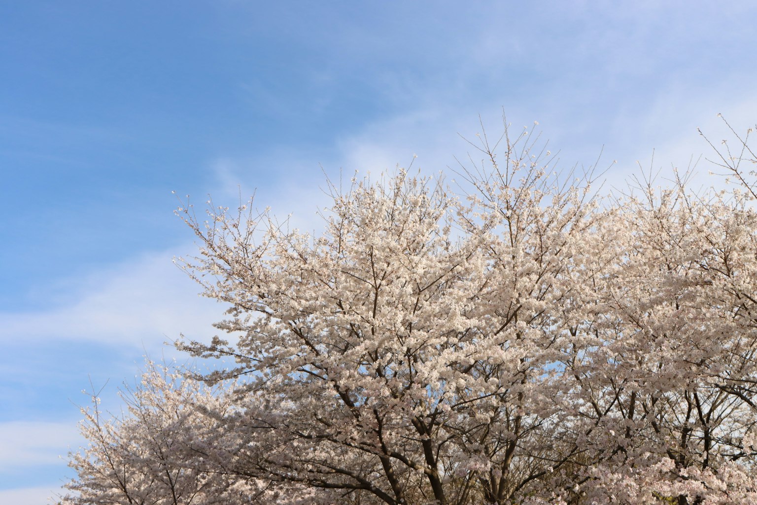 Albero di ciliegio in fiore sotto un cielo blu